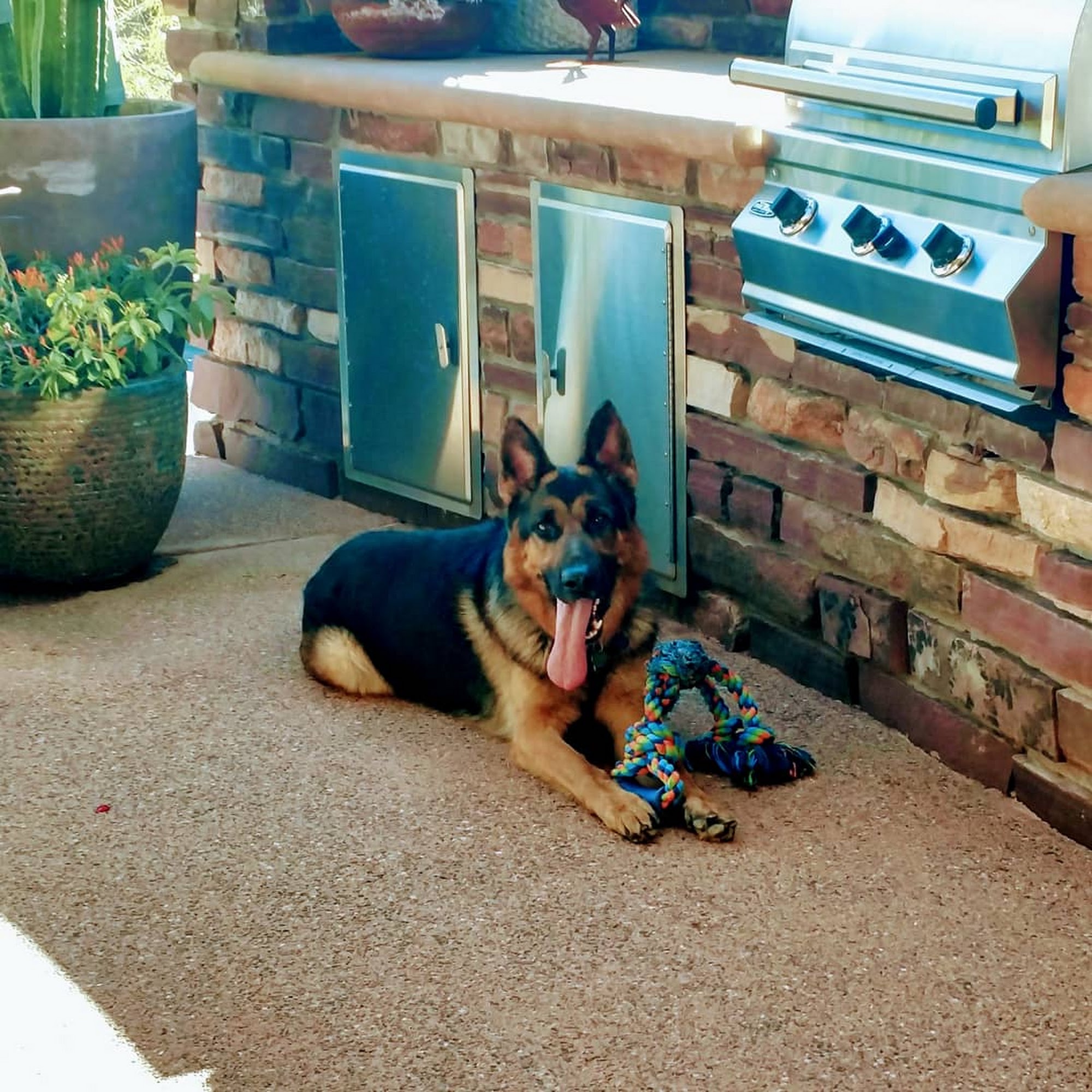 Paws & Claws Pet Sitting and Dog Walking Services Cave Creek