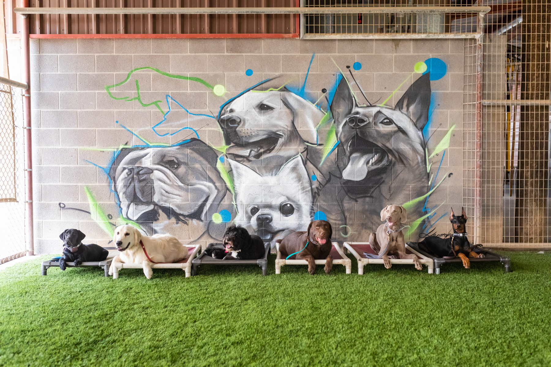 Hunter Canine Cave Creek