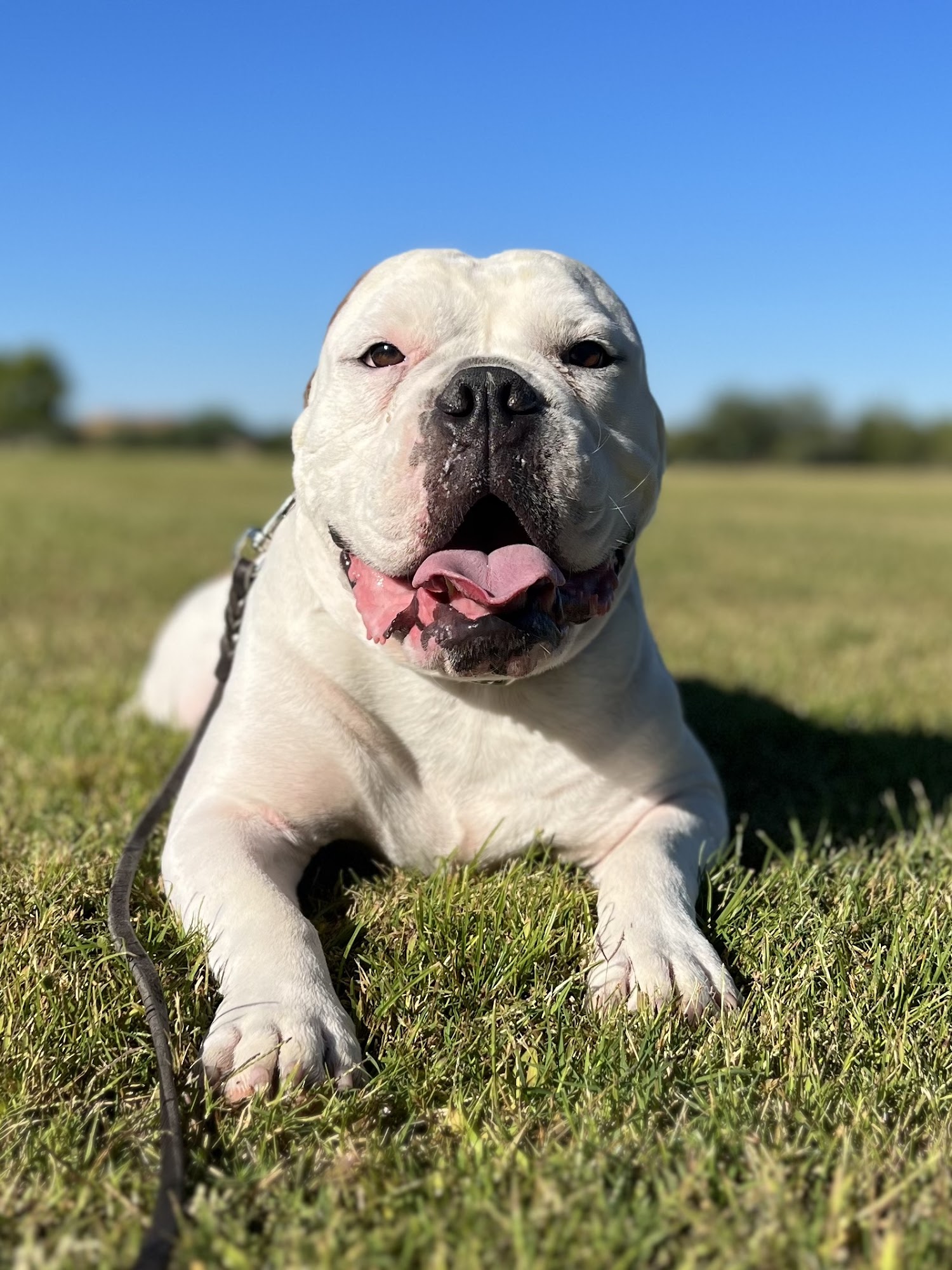 Cave Creek K9 Training Cave Creek