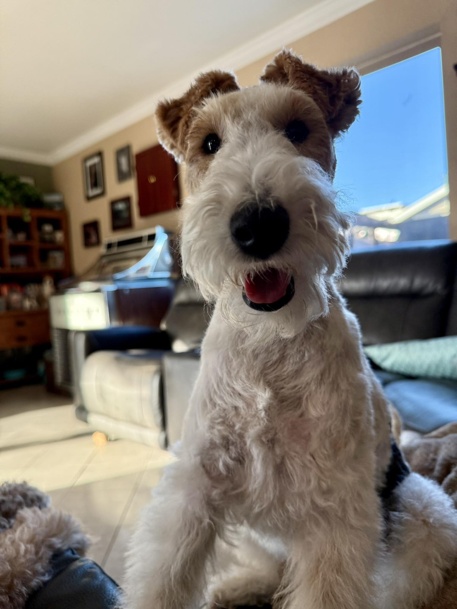 Soggy Doggy Grooming LLC Cave Creek
