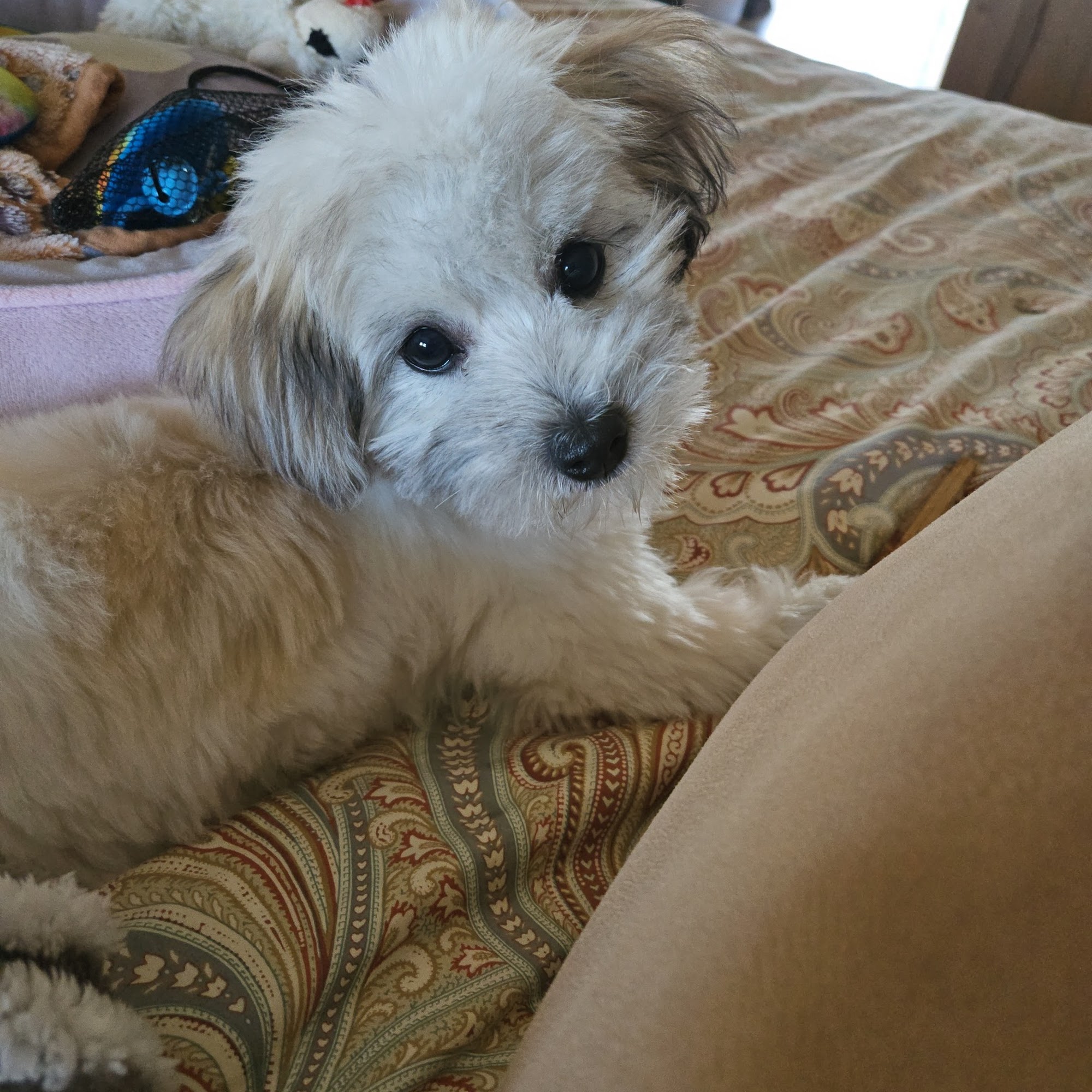 PetSuites Cave Creek Cave Creek