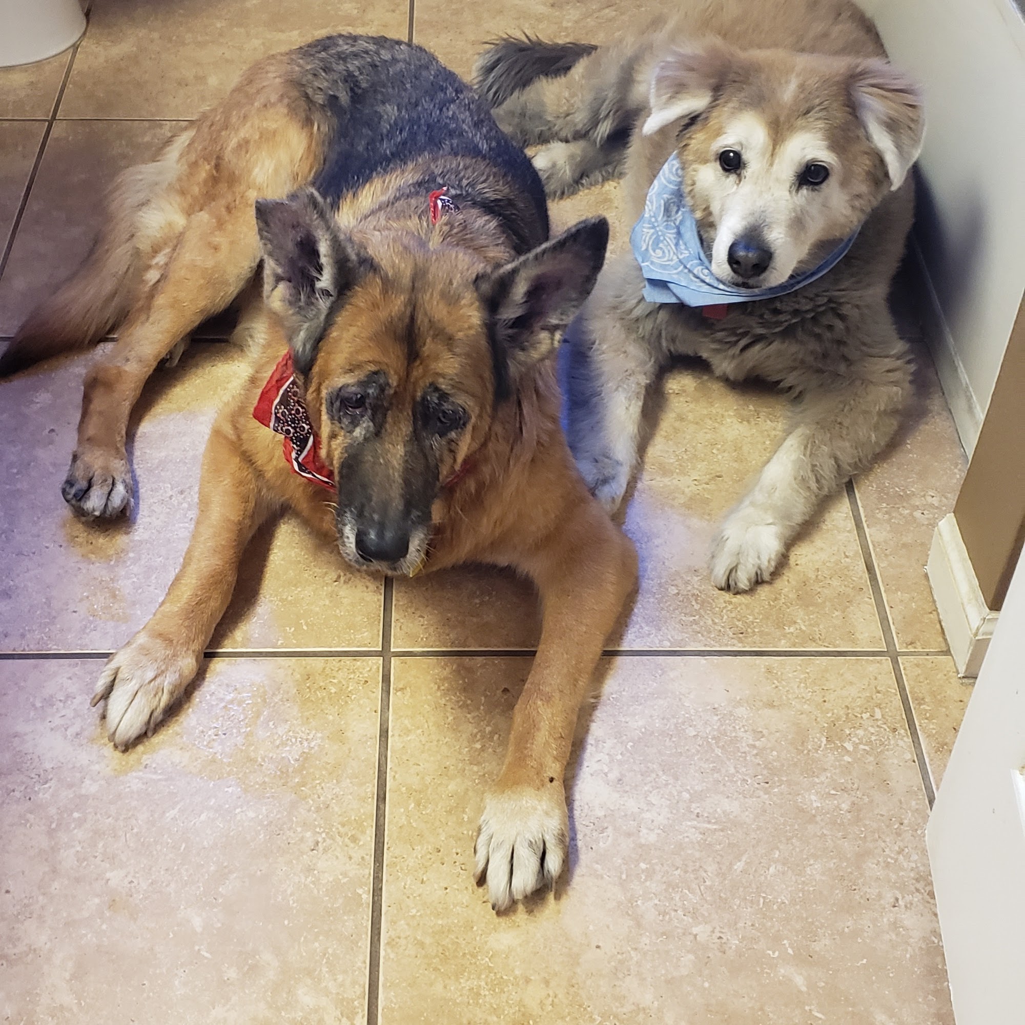 Dynamite Creek Animal Hospital Cave Creek