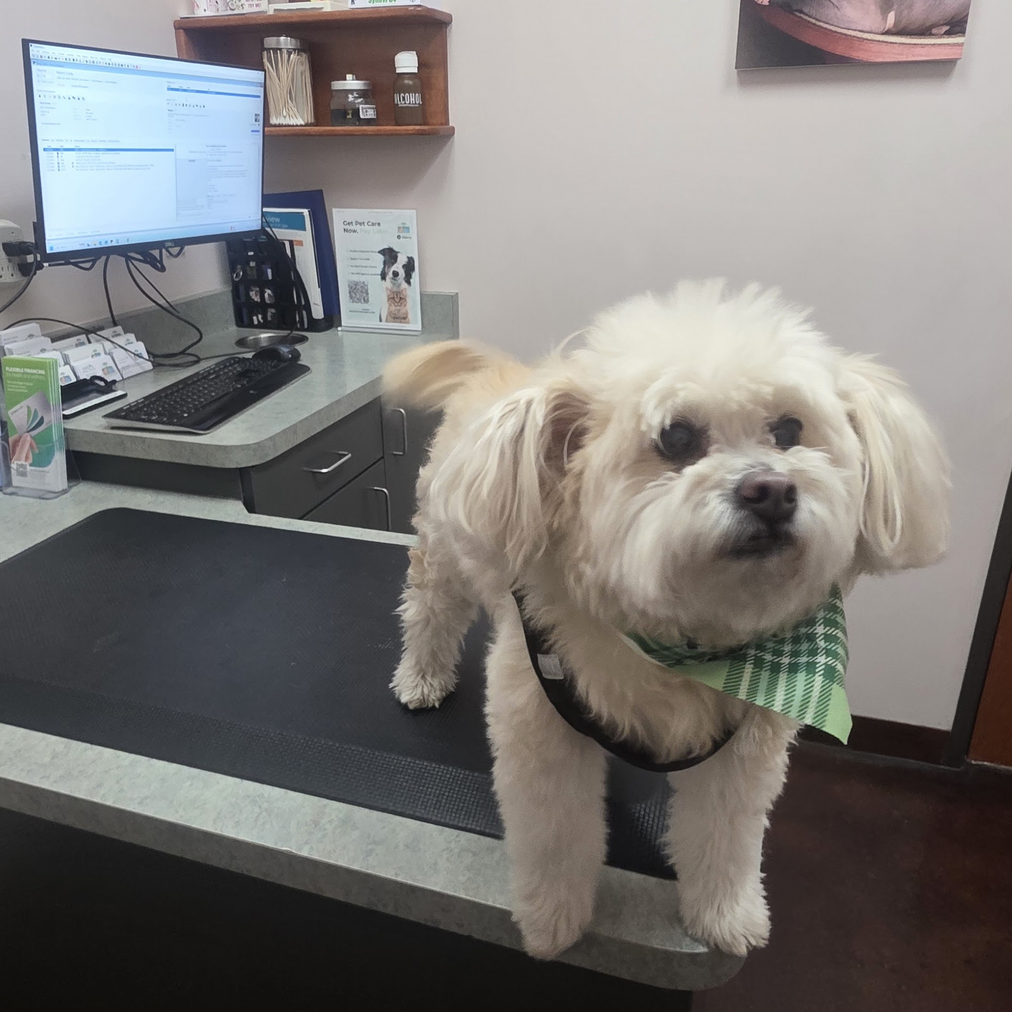 Oasis Animal Hospital Chandler