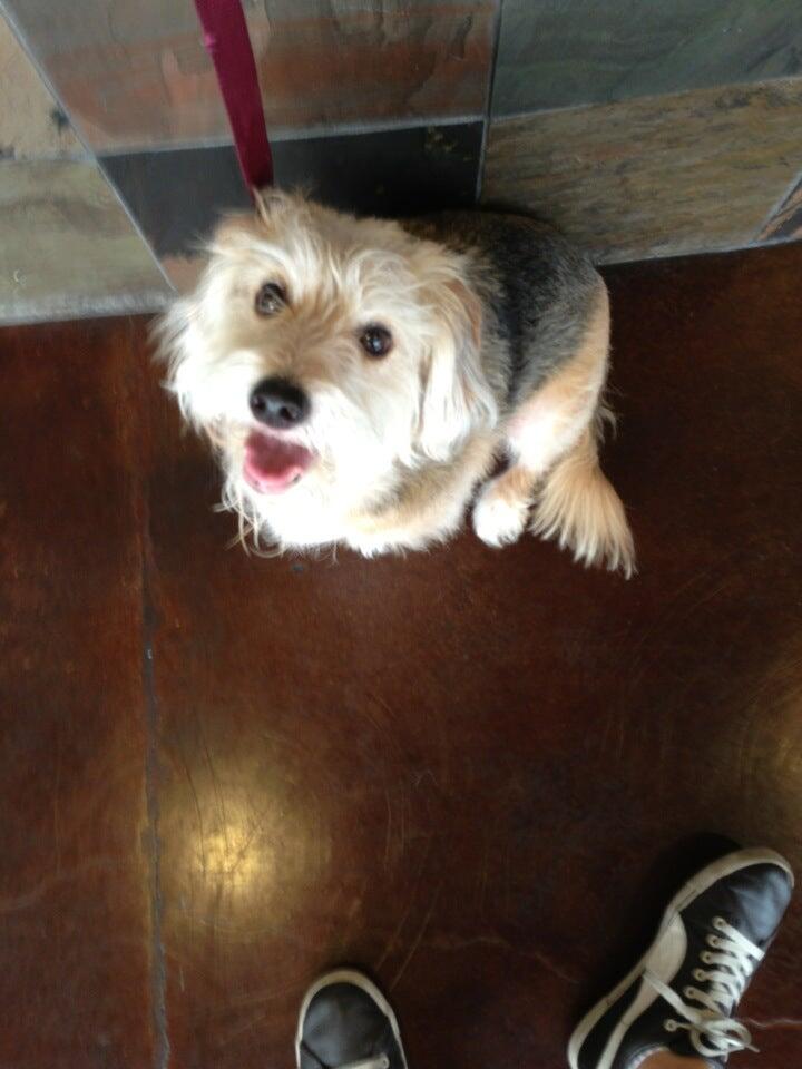 Oasis Animal Hospital Chandler