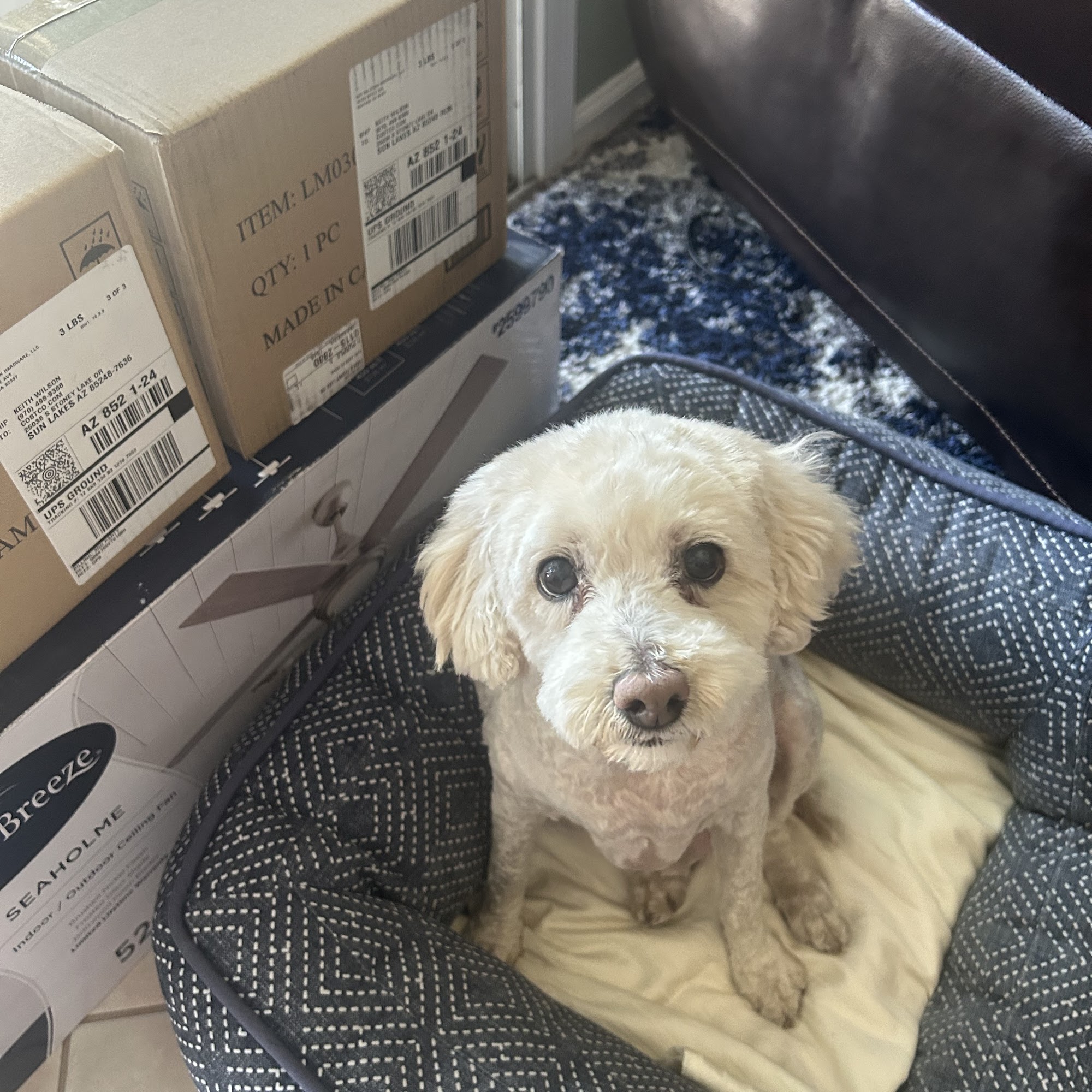 Ocotillo Animal Clinic & Pet Resort Chandler