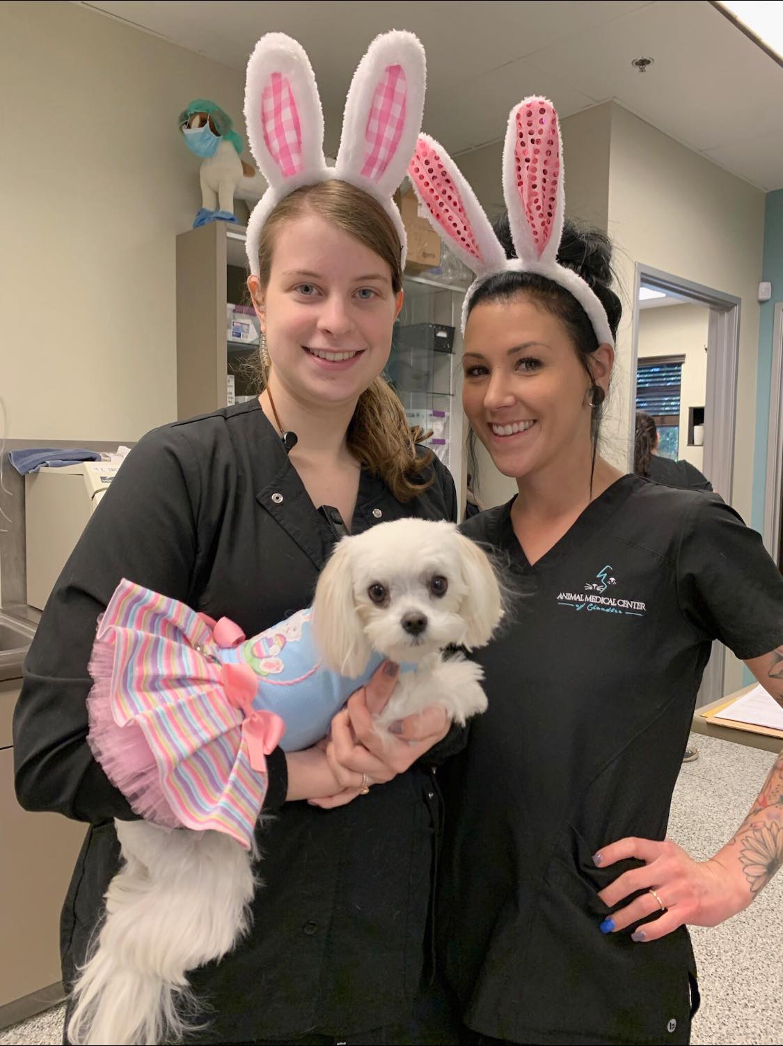 Animal Medical Center of Chandler Chandler