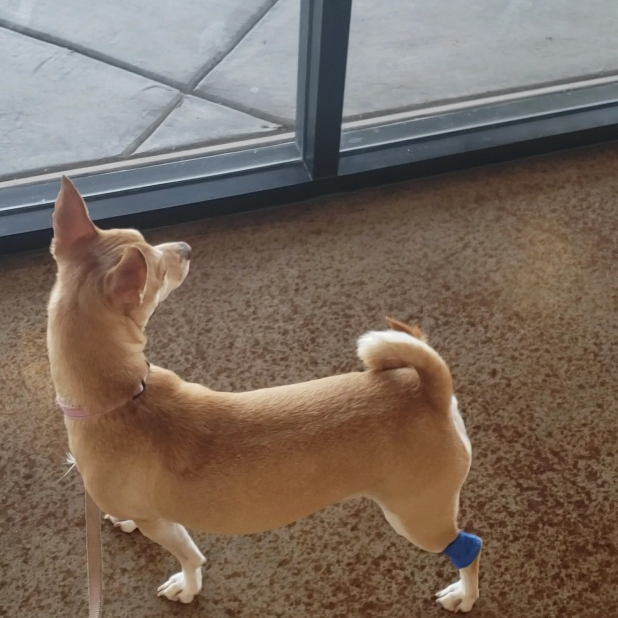 Chandler Gilbert Animal Hospital Chandler