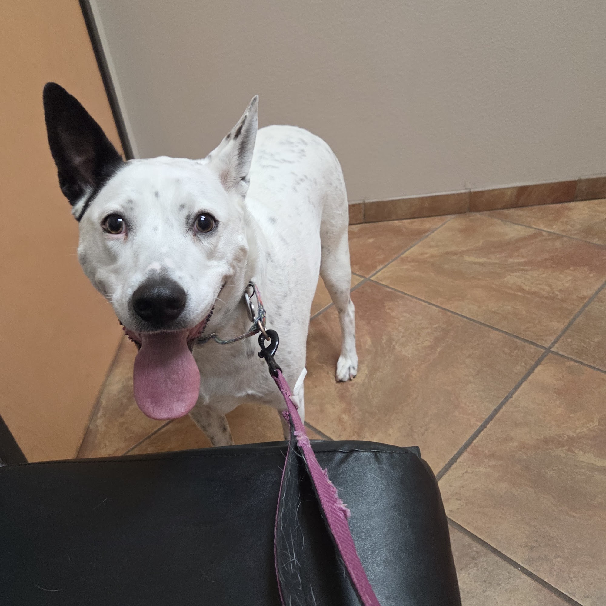 LifeCare Animal Hospital Chandler