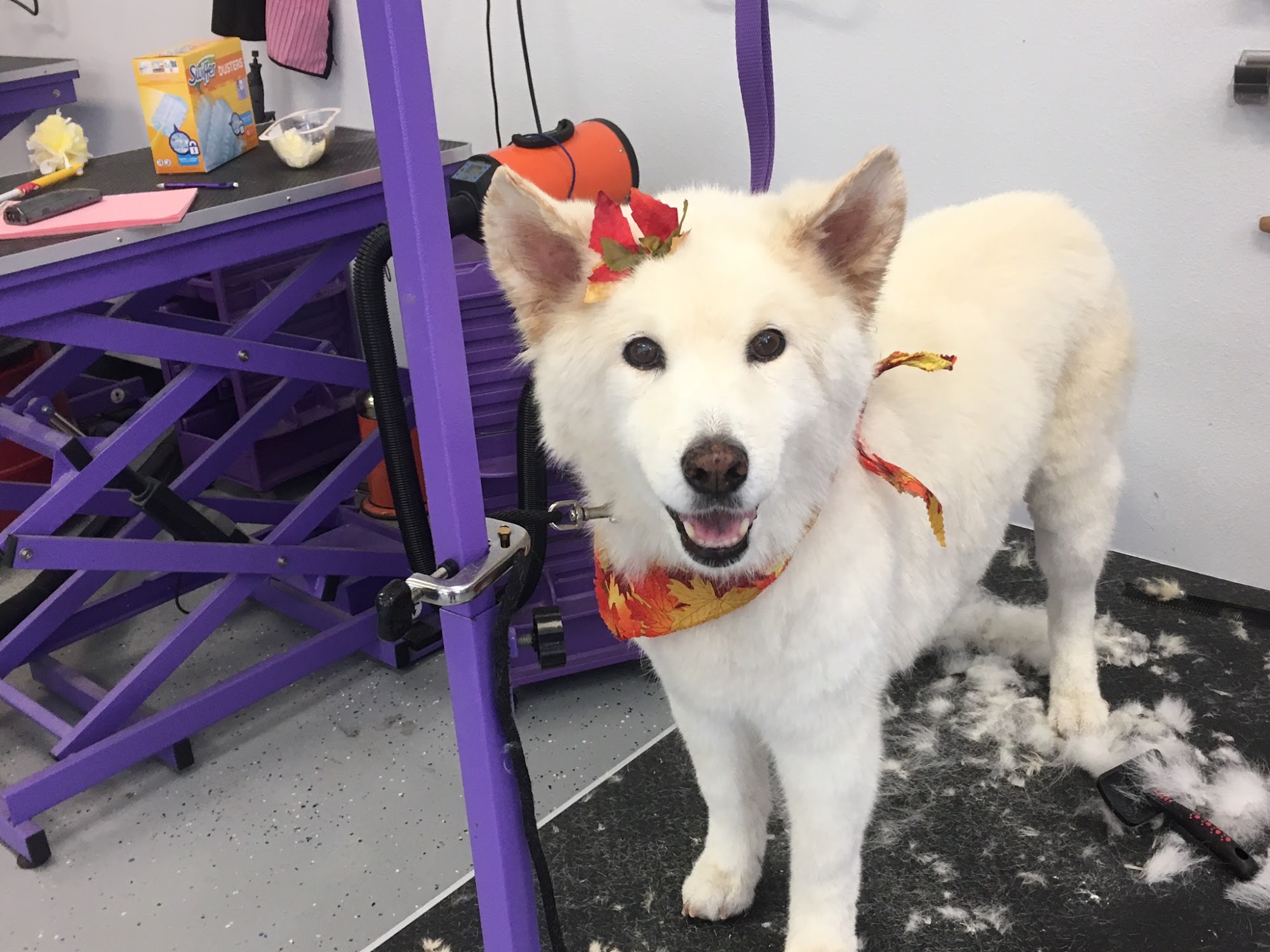 Pin Up Pets Chandler Groomer Chandler