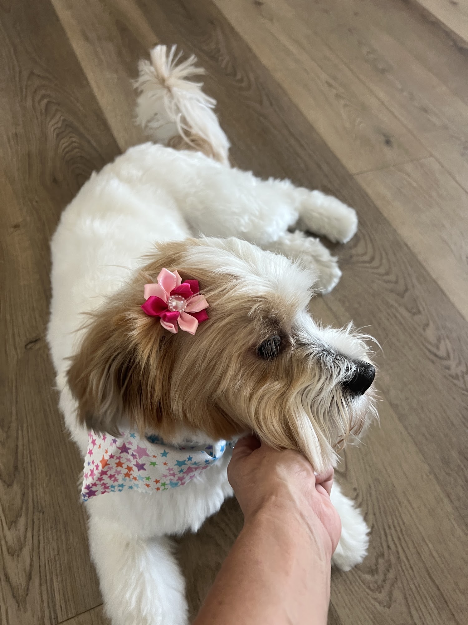Pampered Pet Spa Chandler