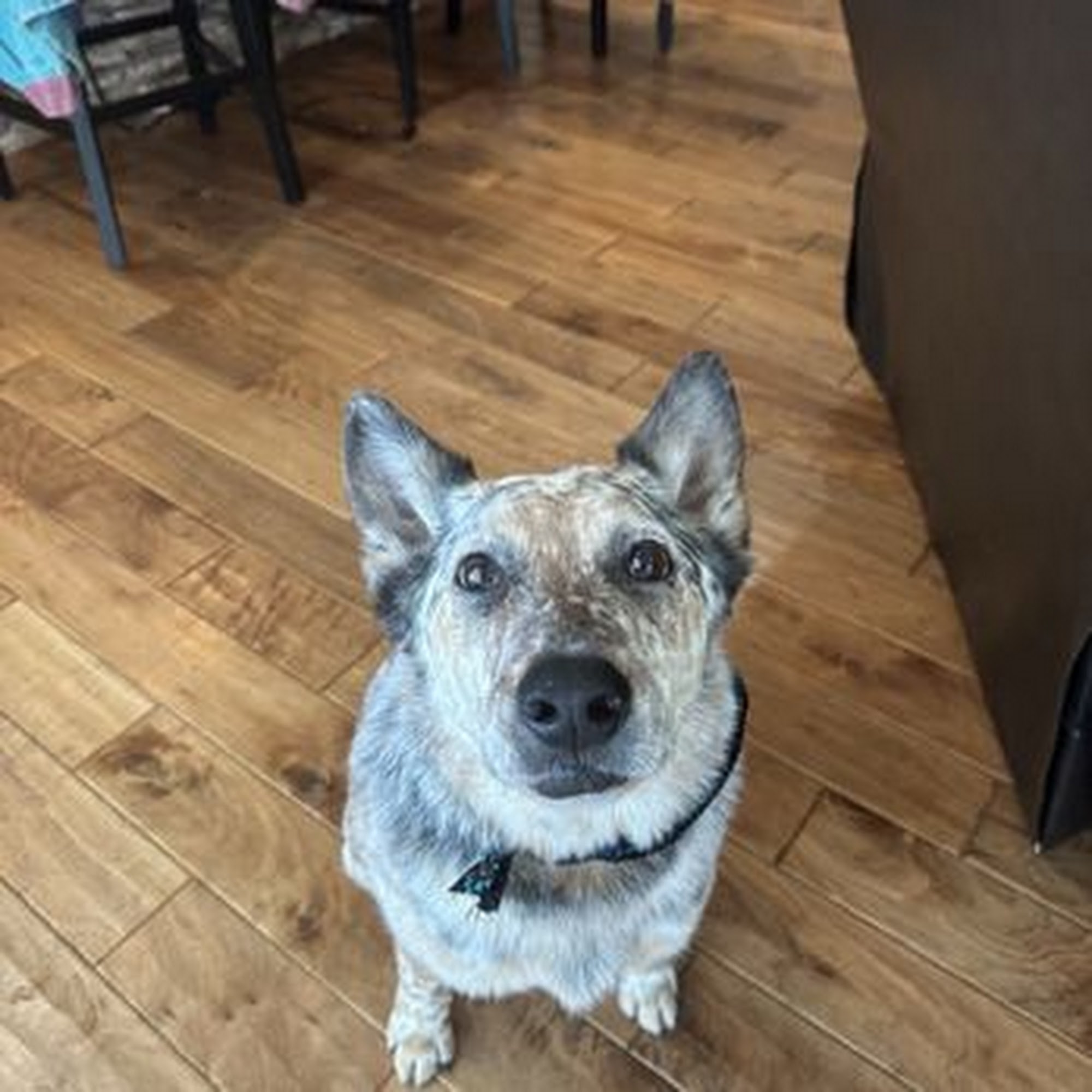 Prestige Pet Salon Chandler