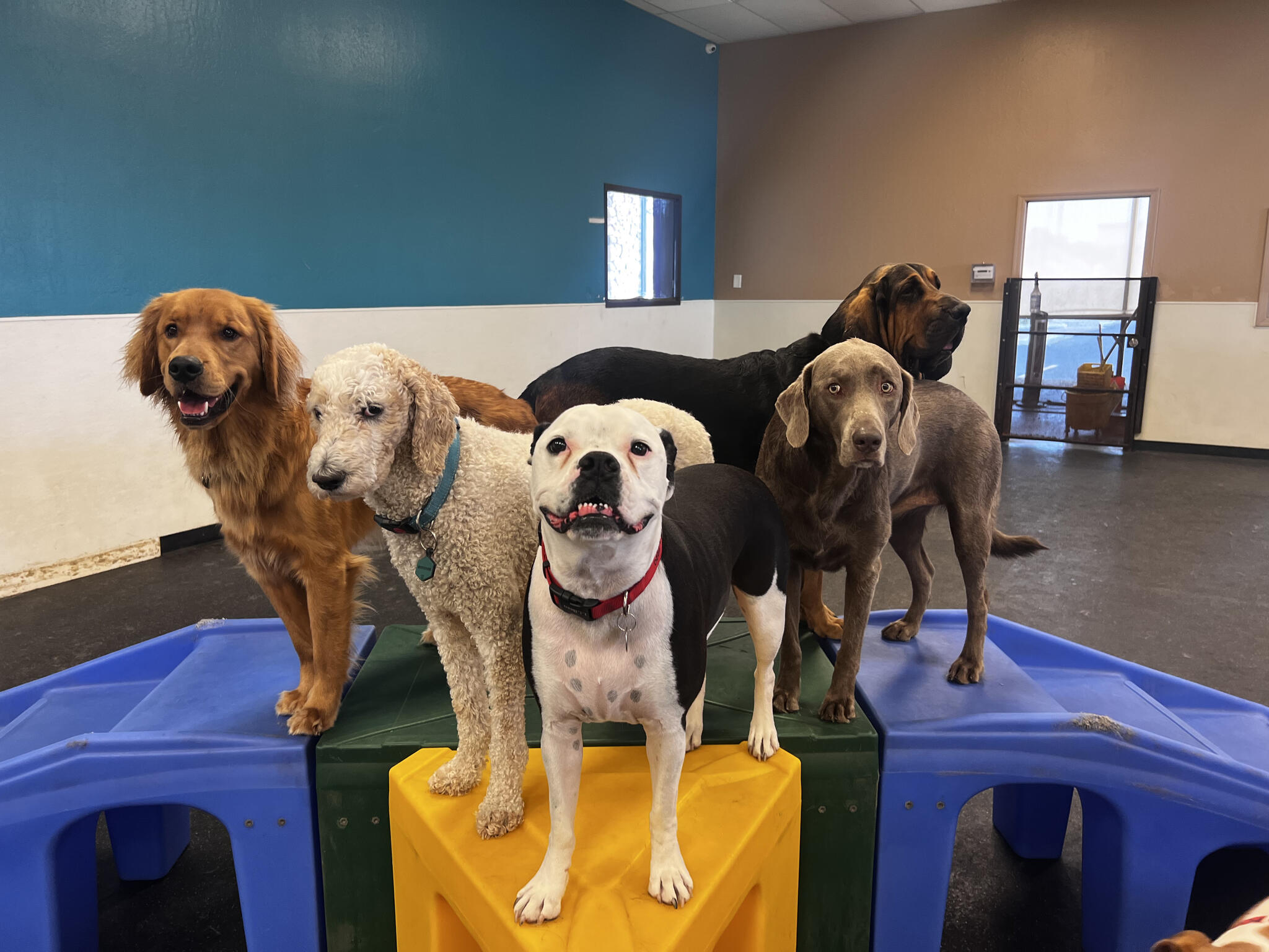 HeartStrings Pet Resort and Daycare Chandler