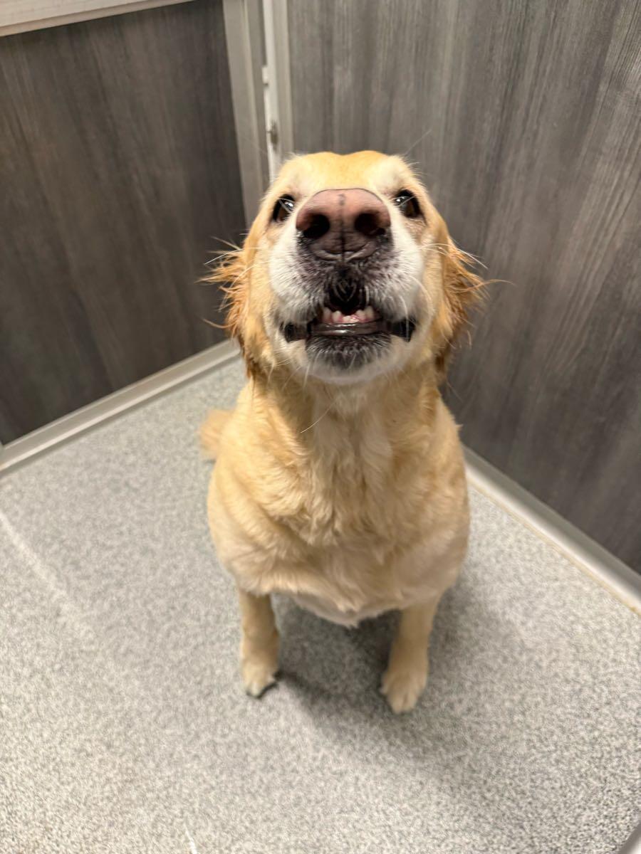 K9 Resorts Luxury Pet Hotel Chandler Chandler