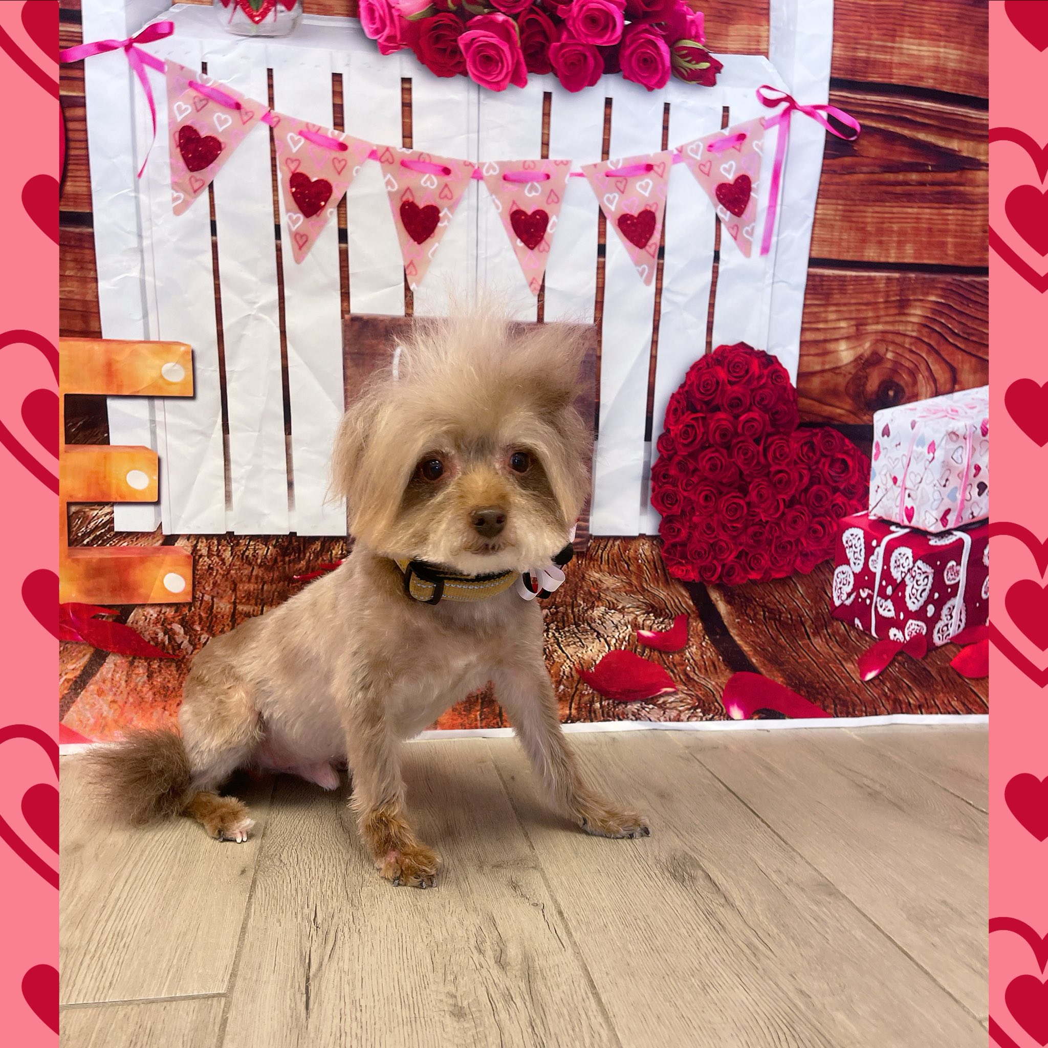 Bath Brush Express Pet Grooming Chandler