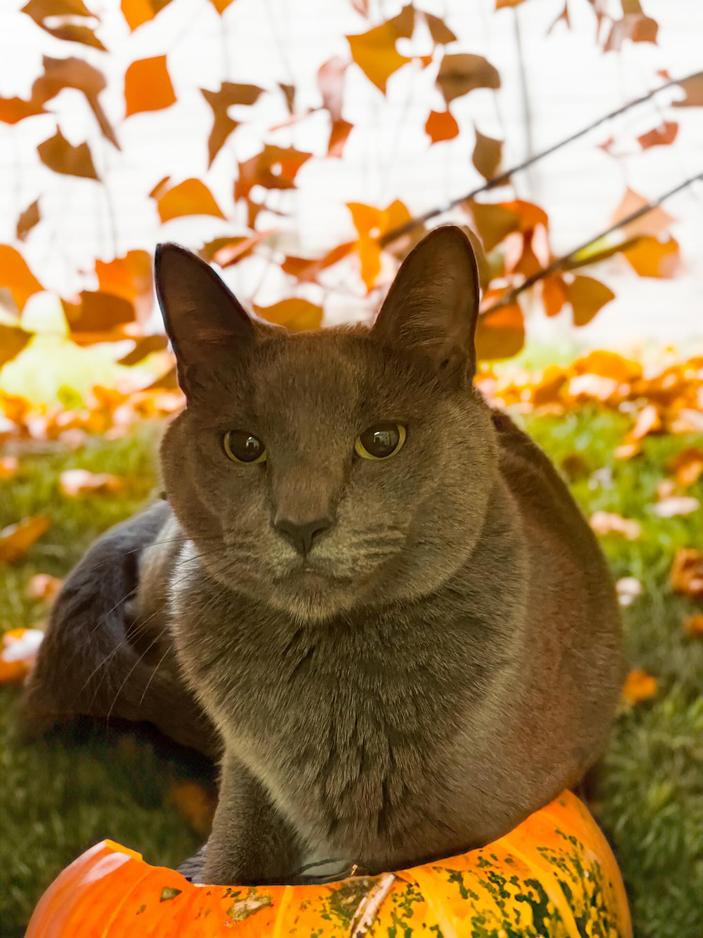 R.A.I.N. Rescue Chandler