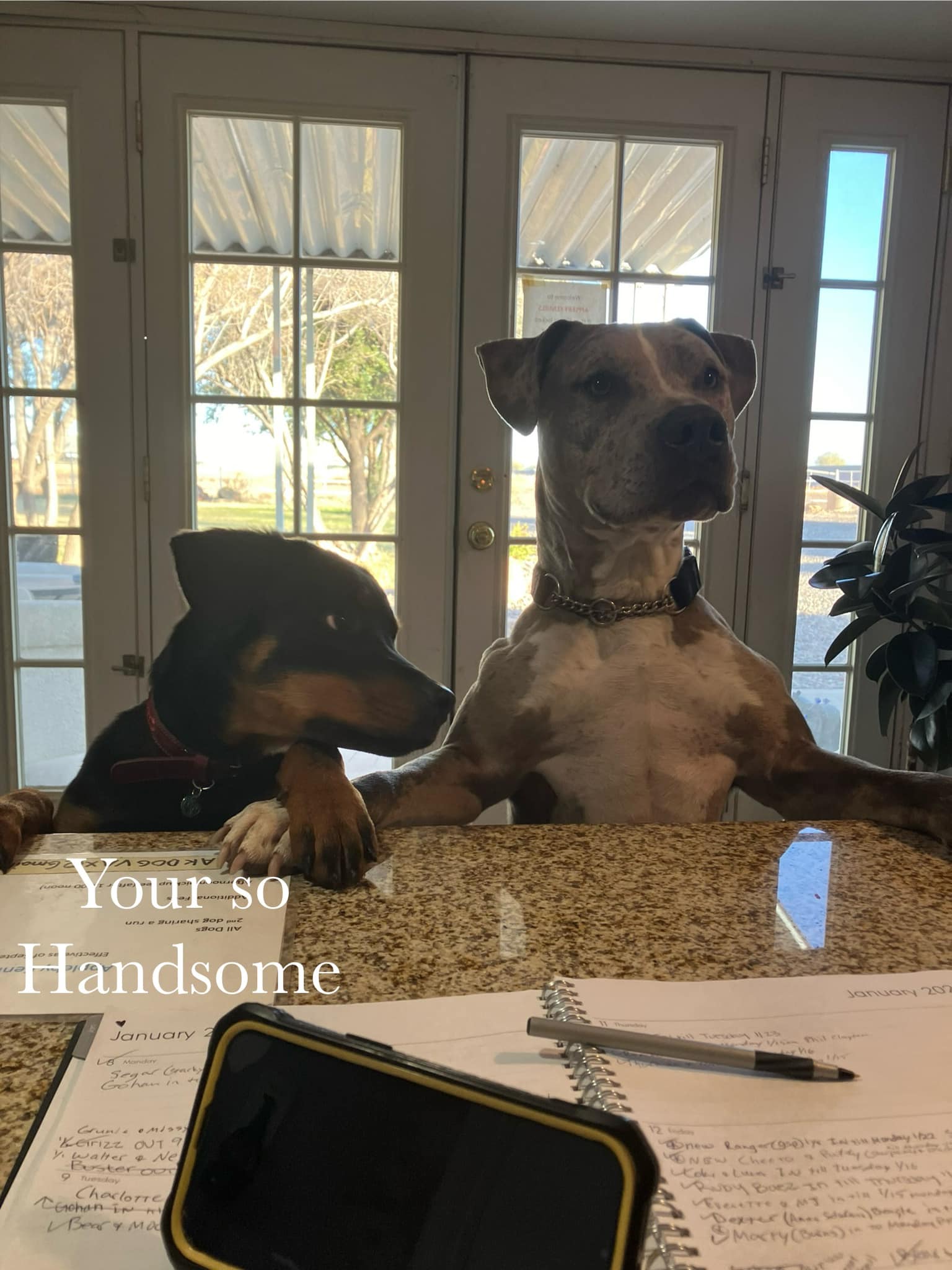 Appleby Kennels Chandler