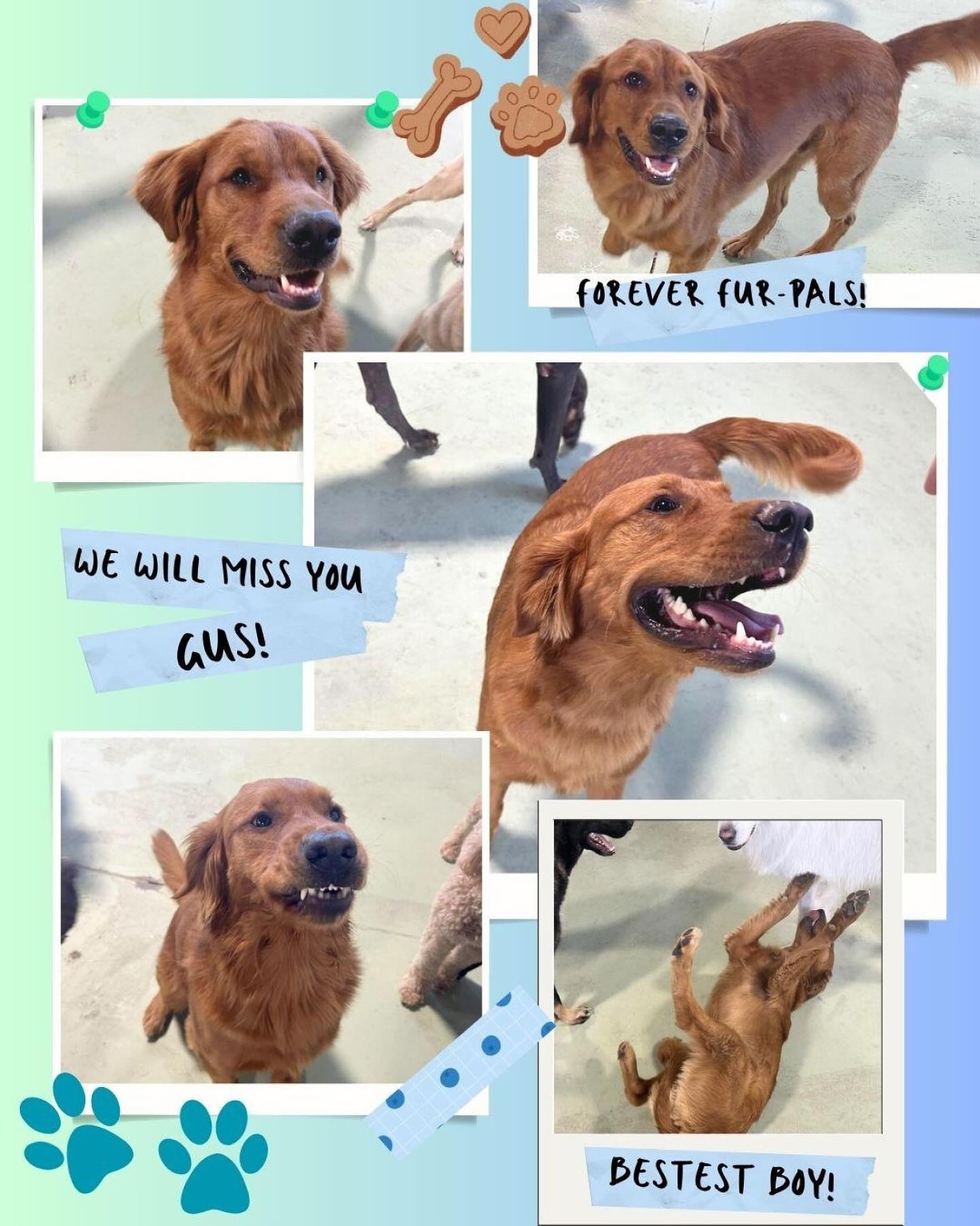 Mak Pack Indoor Dog Park, Doggy Daycare, Dog Wash, Overnight Boarding, Dog Training Chandler