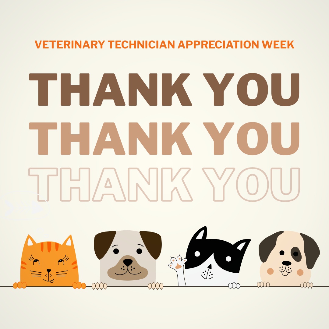 Dignity Veterinary Hospital and Mobile Services Chandler