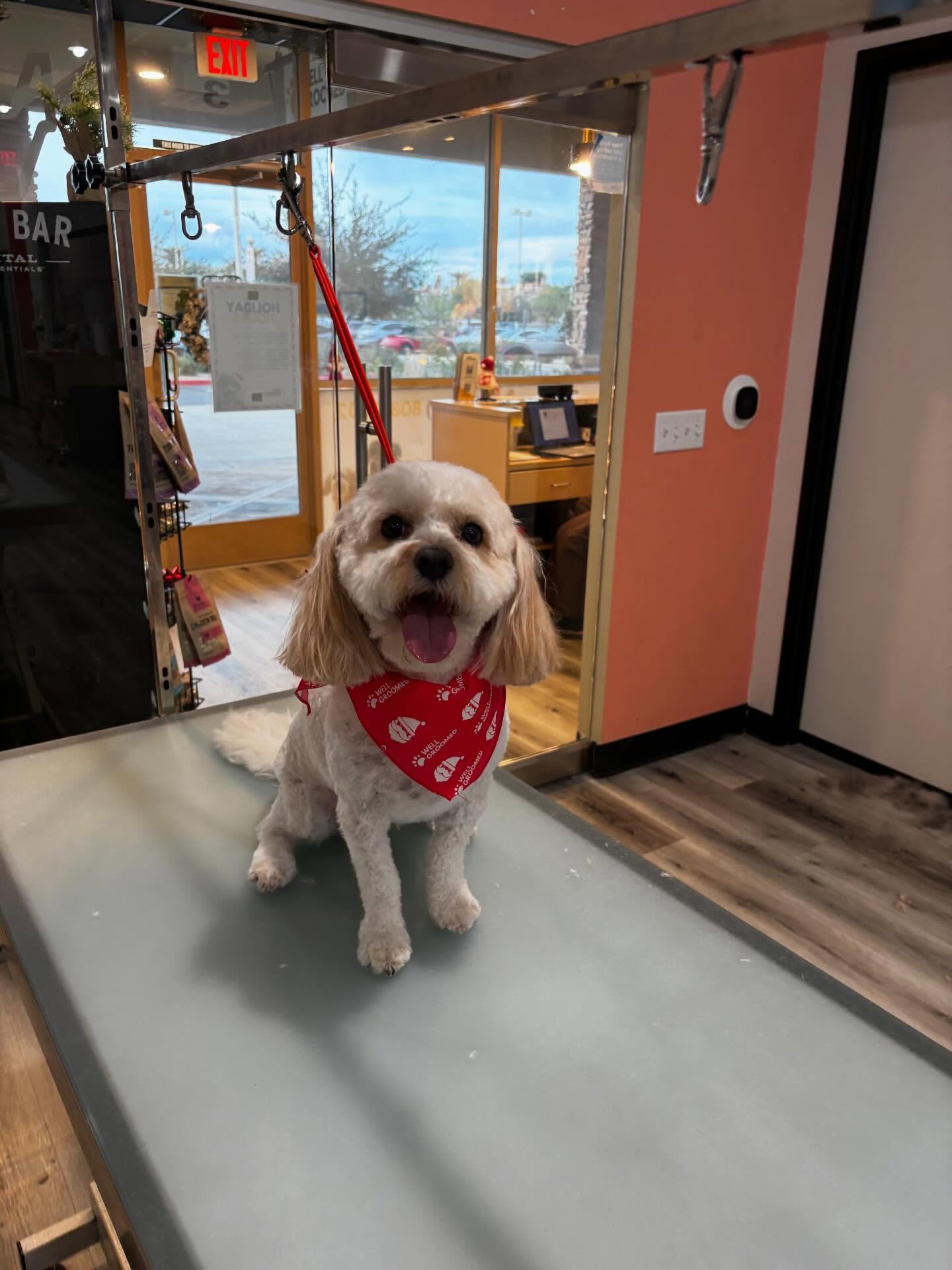 Well Groomed Pets - Chandler Chandler