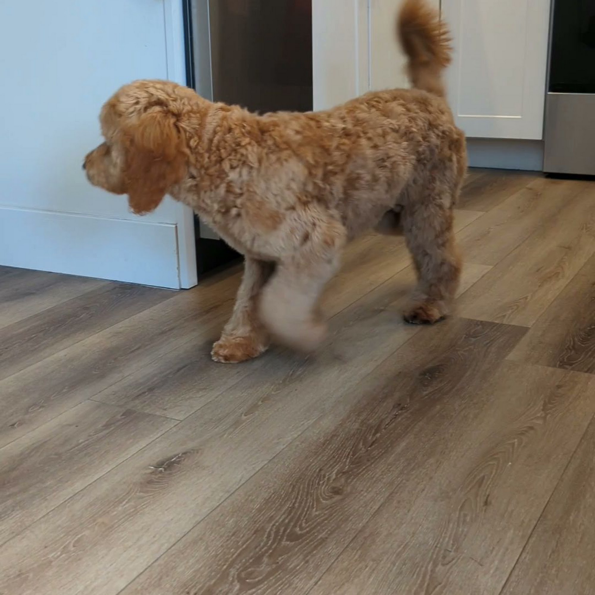 Paws R Us In-Home Mobile Grooming Chandler