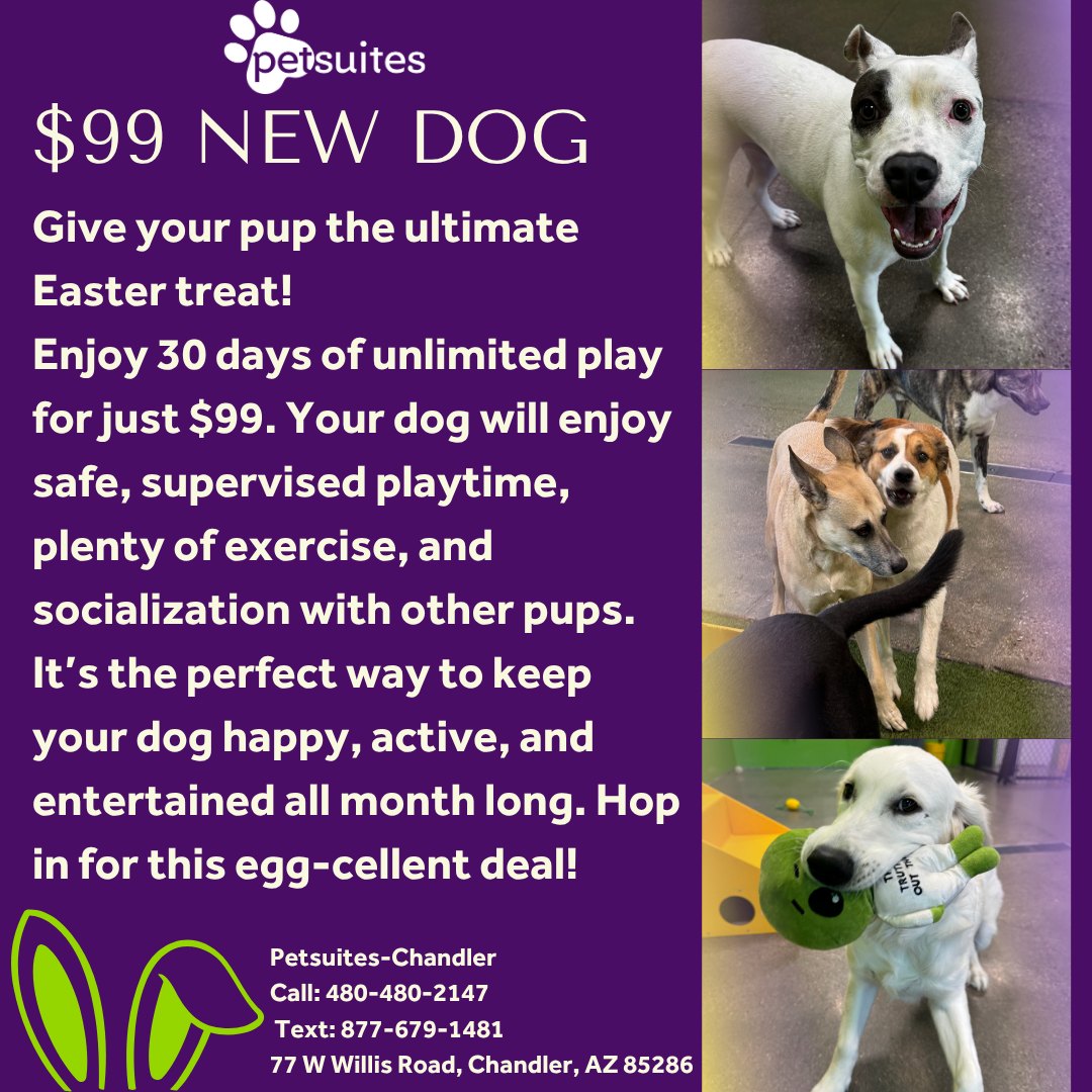PetSuites Chandler Chandler