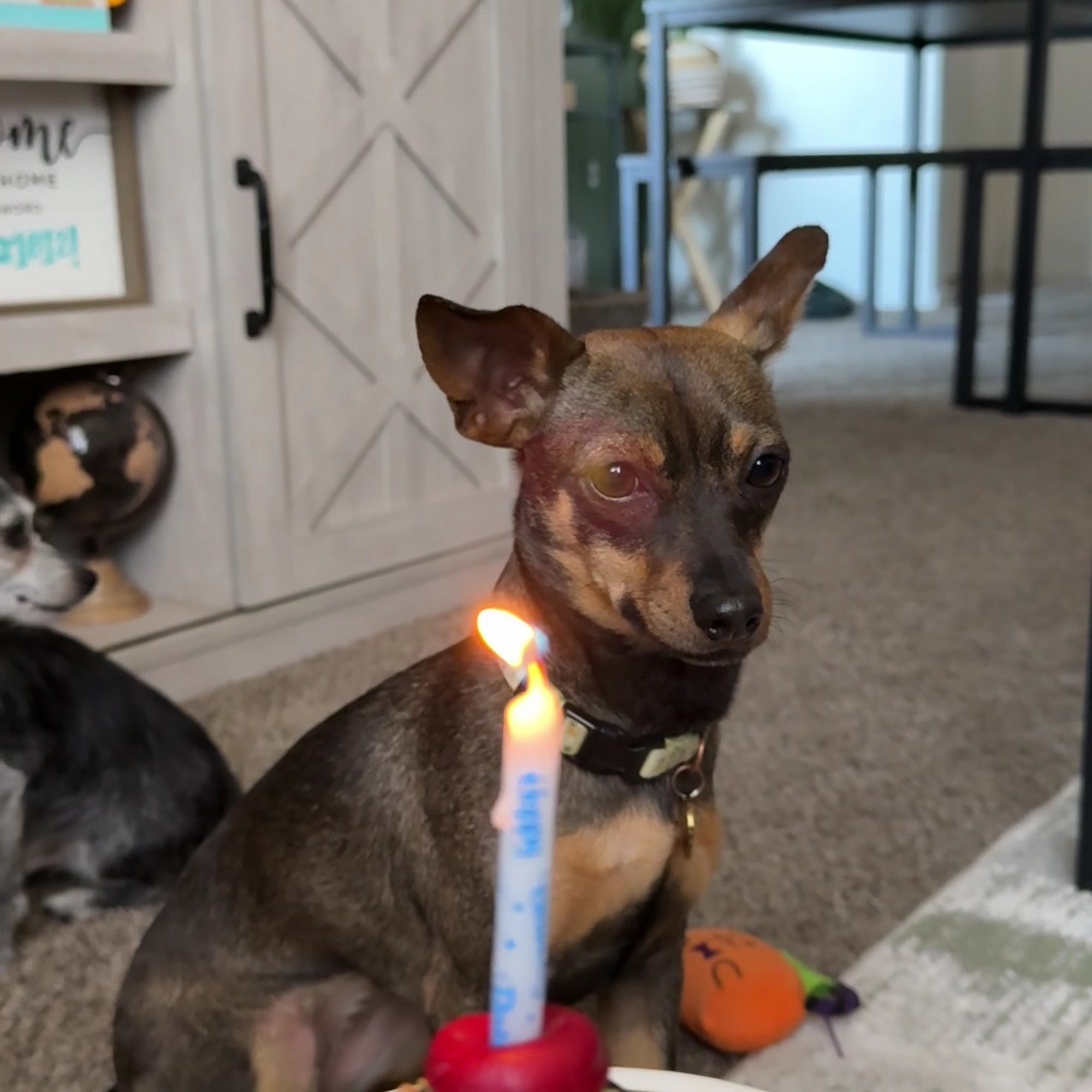 Three Dog Bakery Chandler