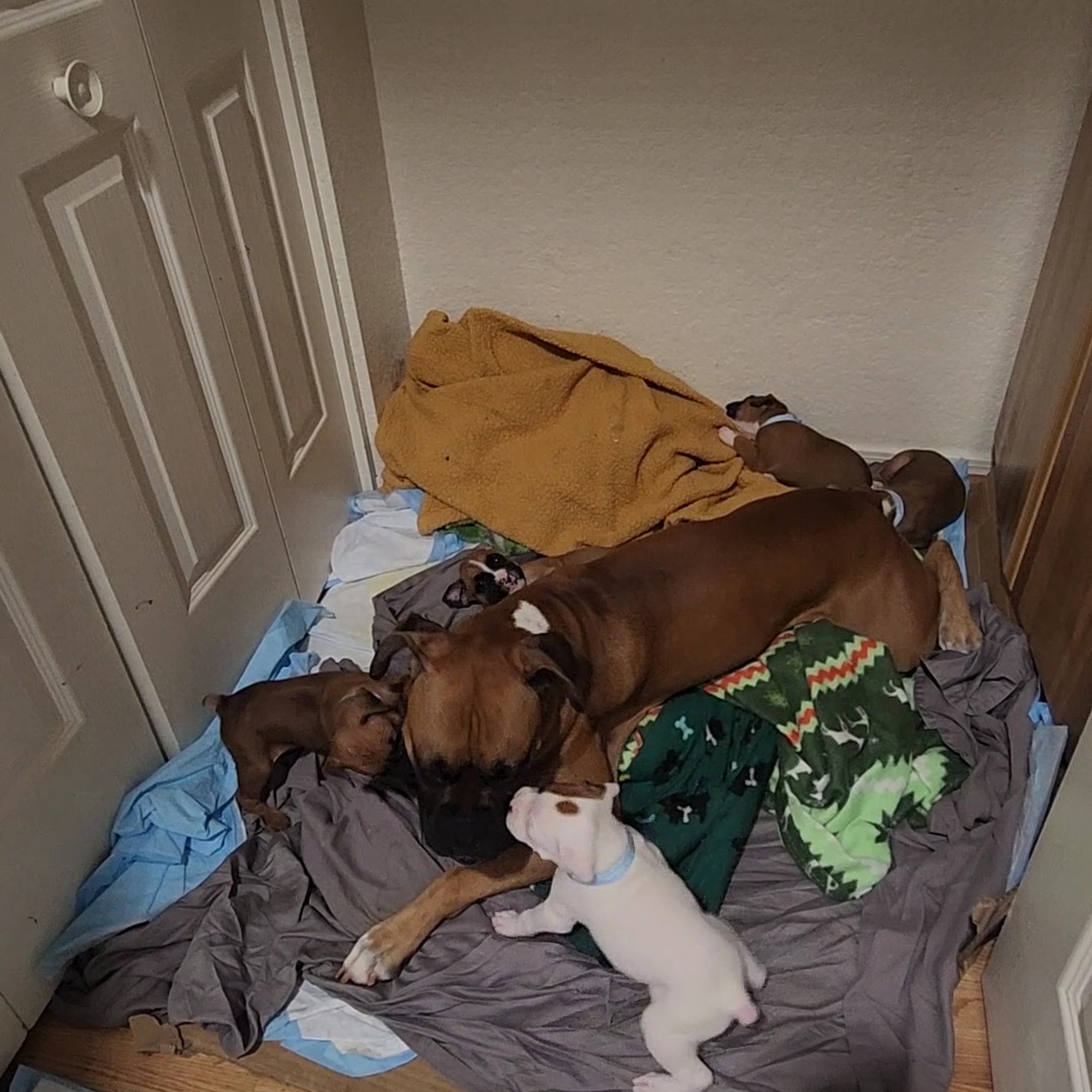 Chino Valley Animal Hospital Chino Valley