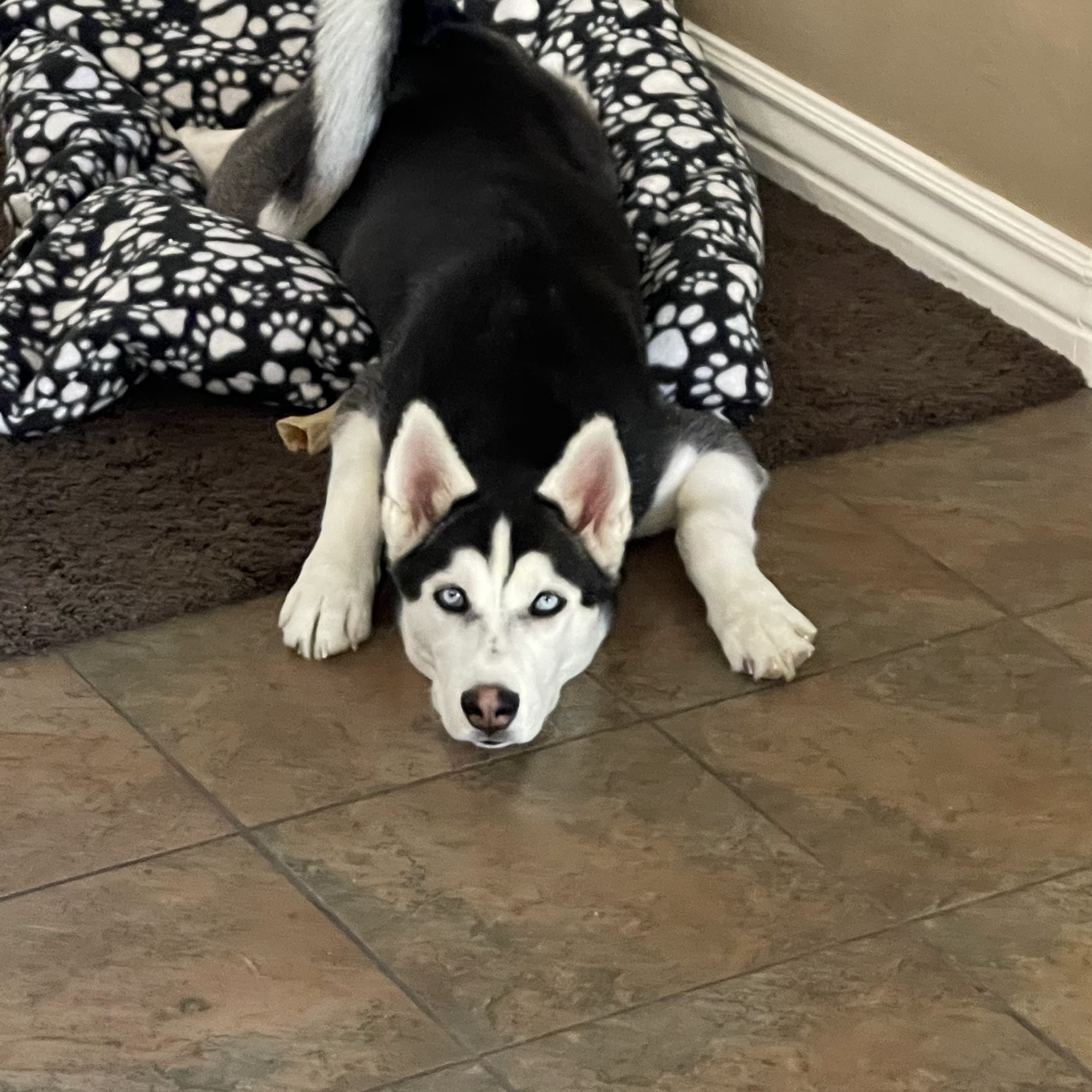 Coolidge Veterinary Hospital Coolidge