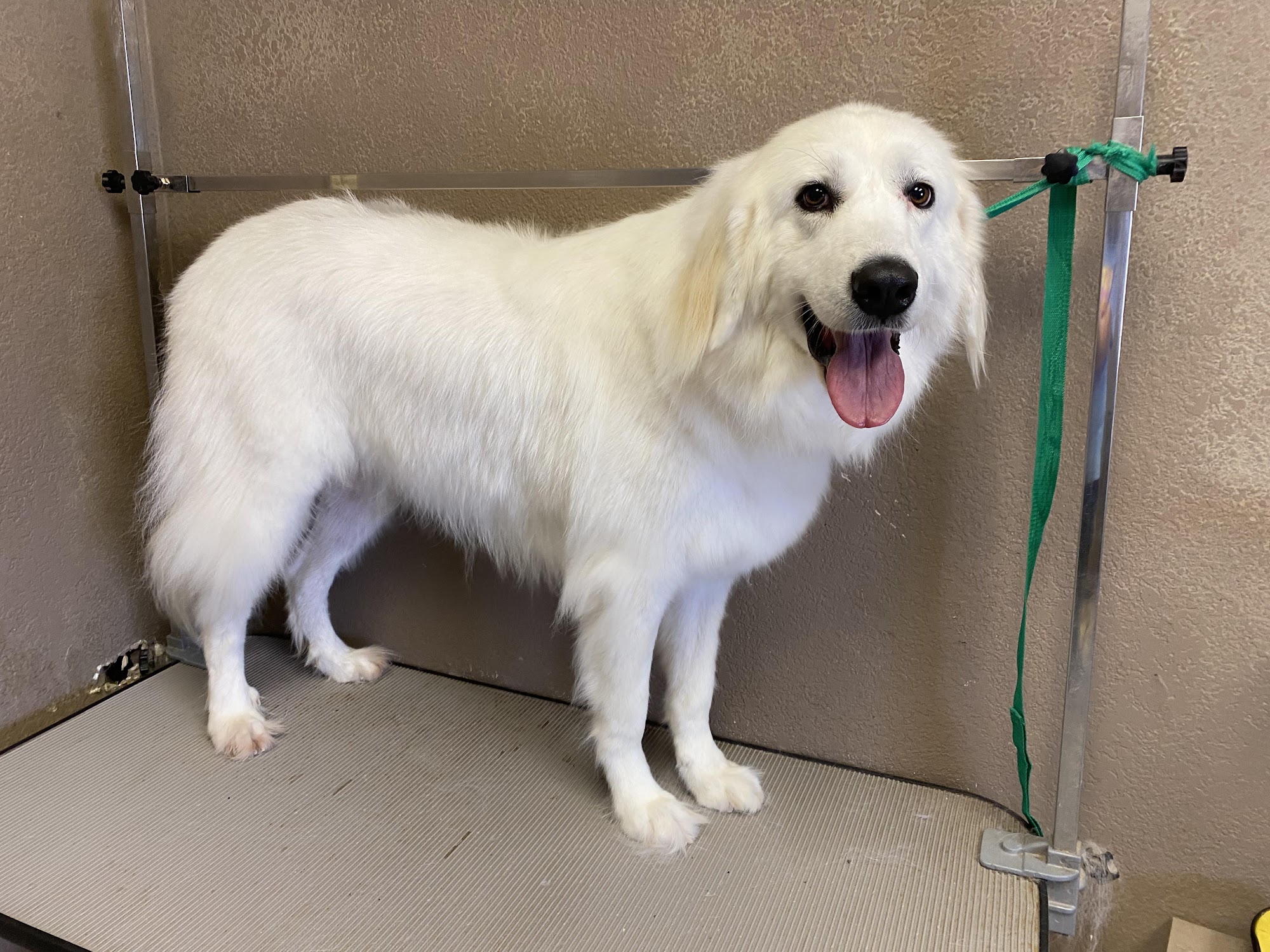 Country K-9 Grooming LLC Coolidge