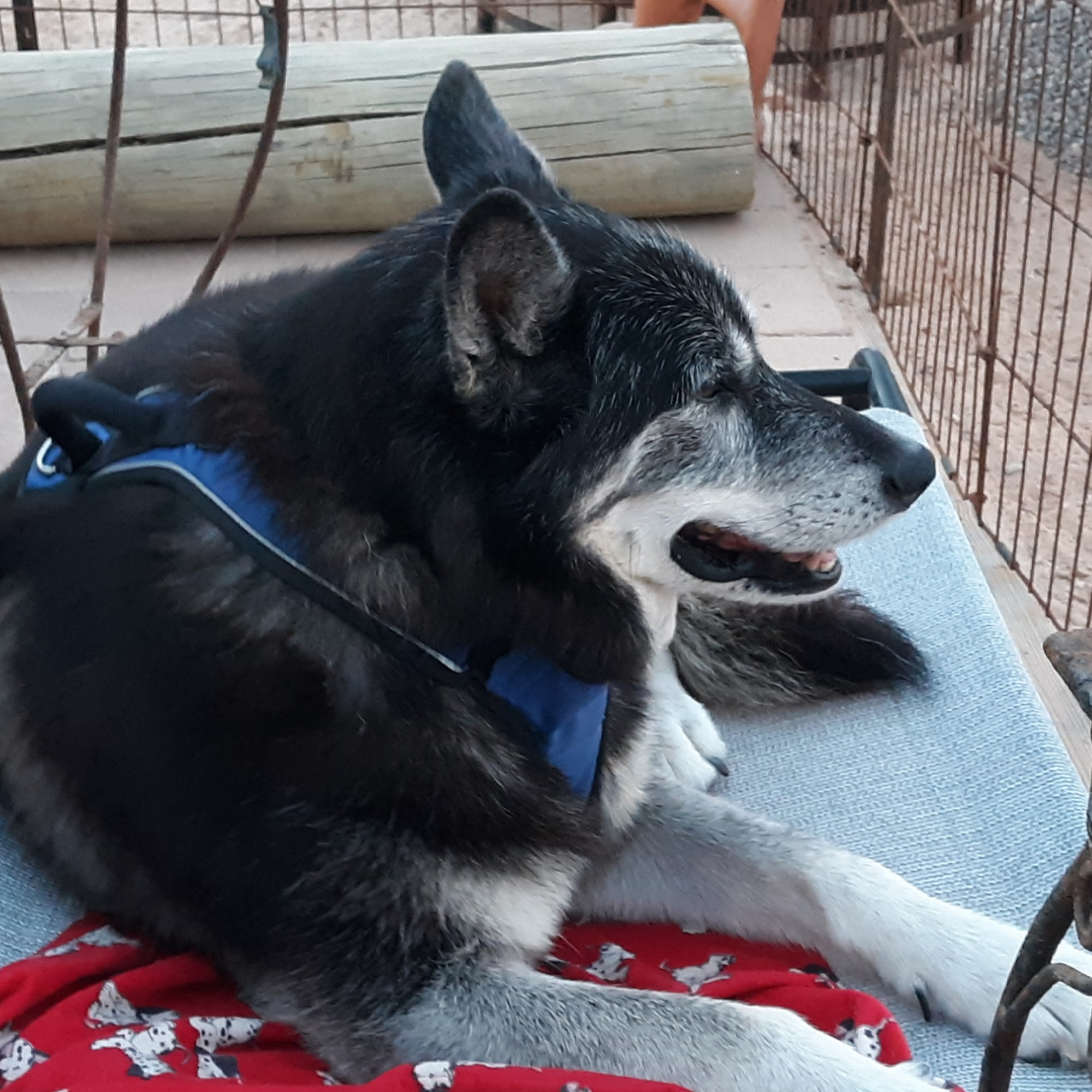 Danza Del Sol Veterinary Medical Center , PLLC Cornville