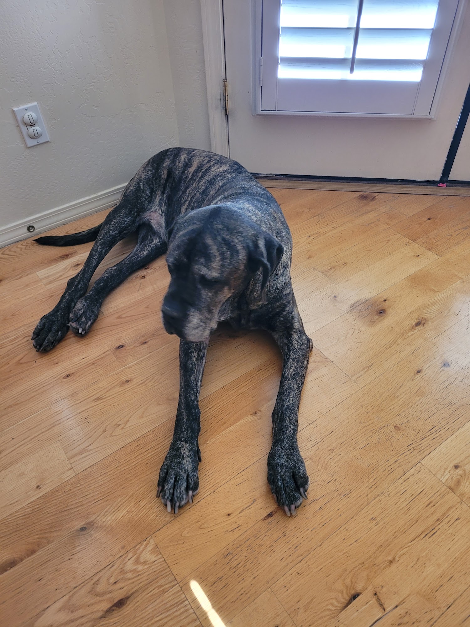 Danza Del Sol Veterinary Medical Center , PLLC Cornville