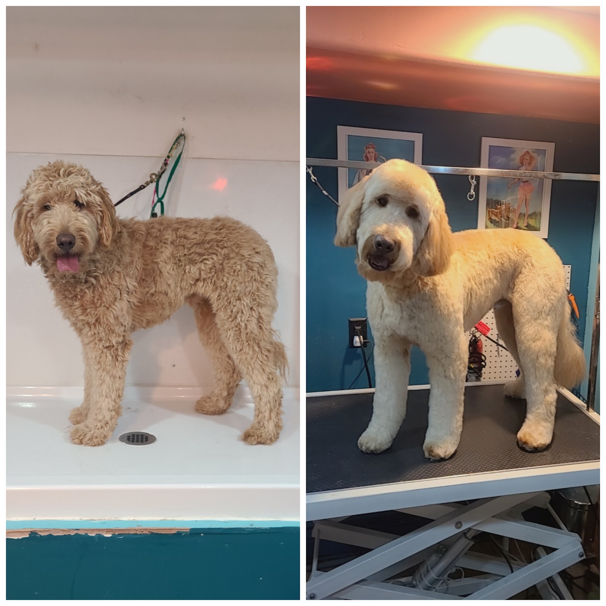 Hair of the Dog Cornville