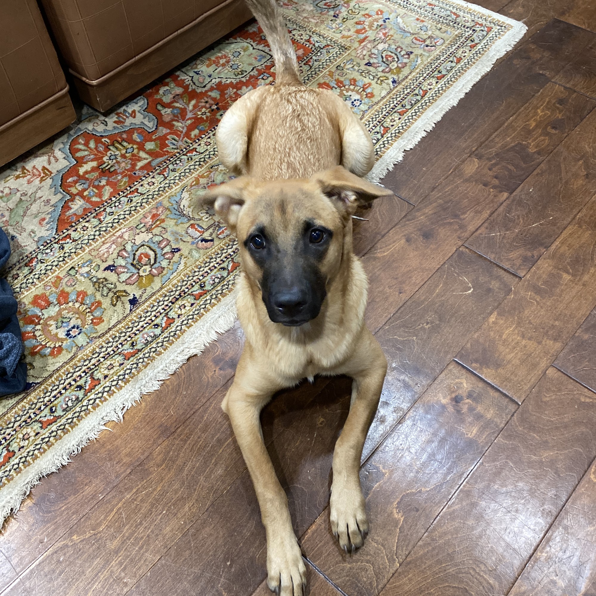 Verde Valley Roaming Vet Services Cottonwood