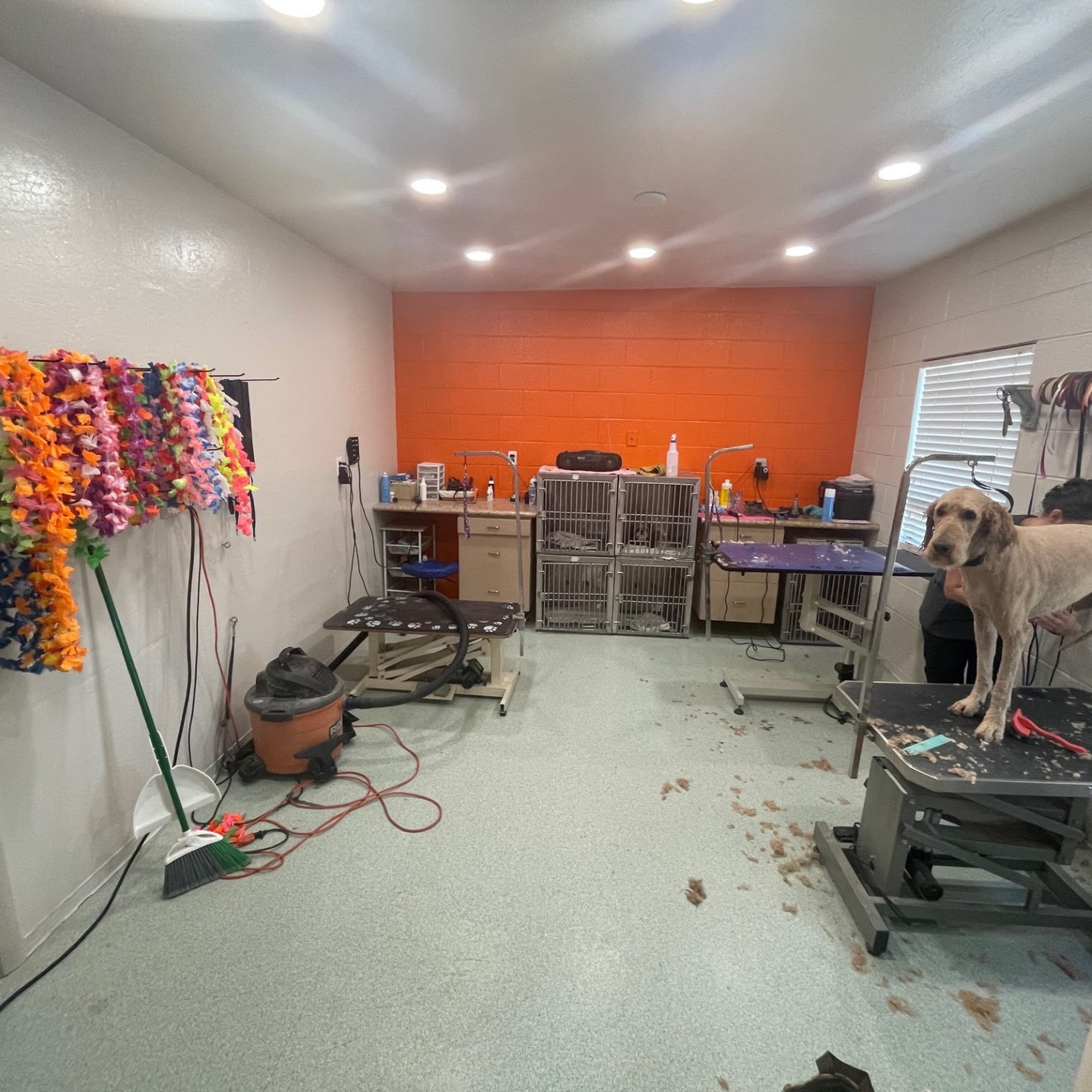 Johnny’s Doghouse Cottonwood