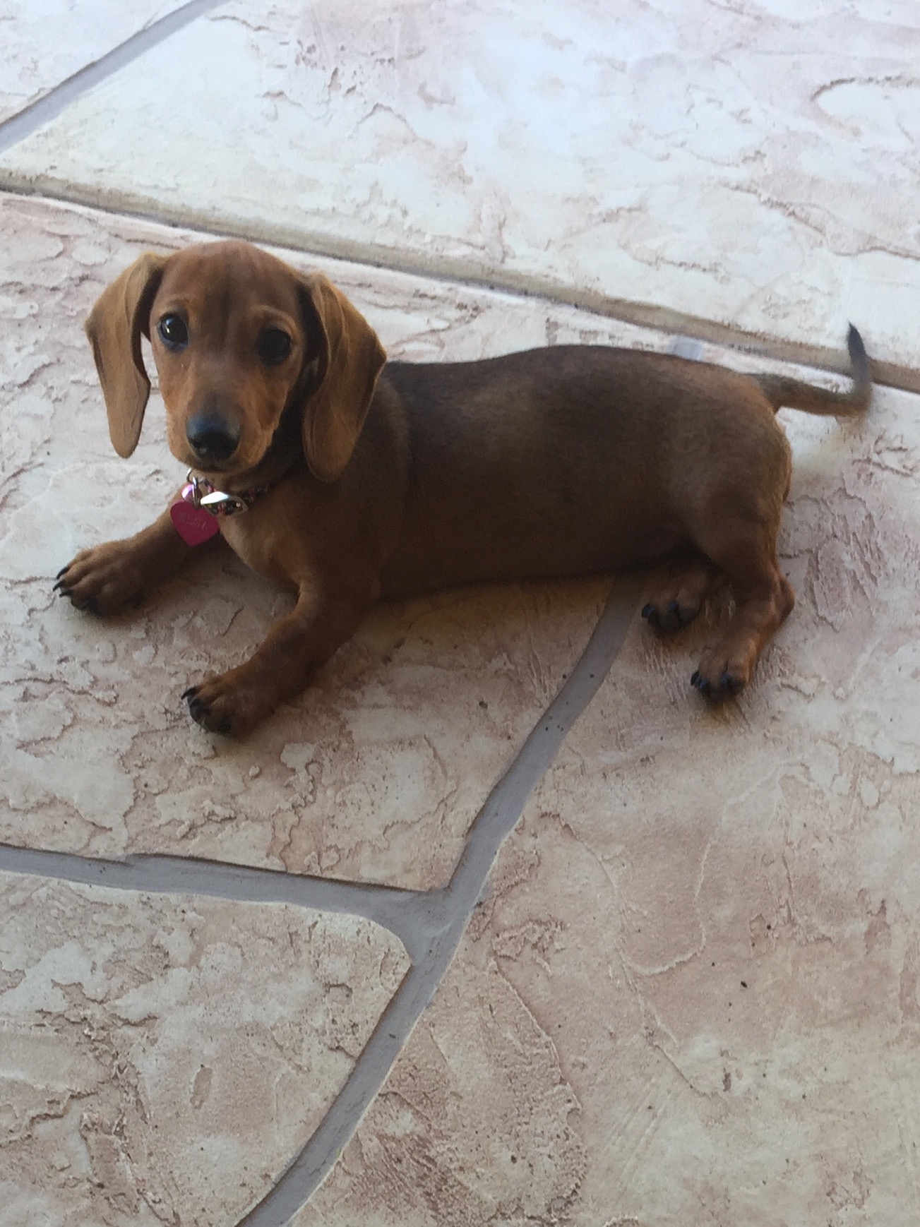 All Creatures Pet Sitting, Inc El Mirage