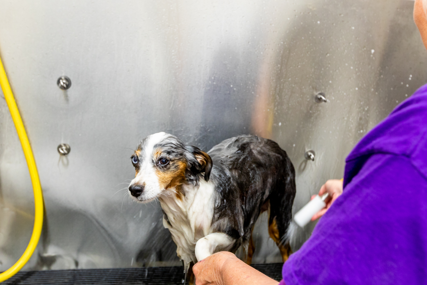 Our Dog Wash & Pet Bakery Flagstaff