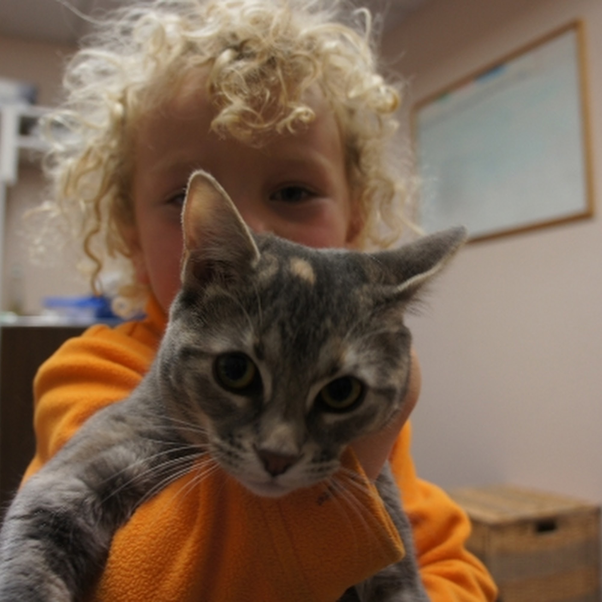 Kaibab Veterinary Clinic Flagstaff