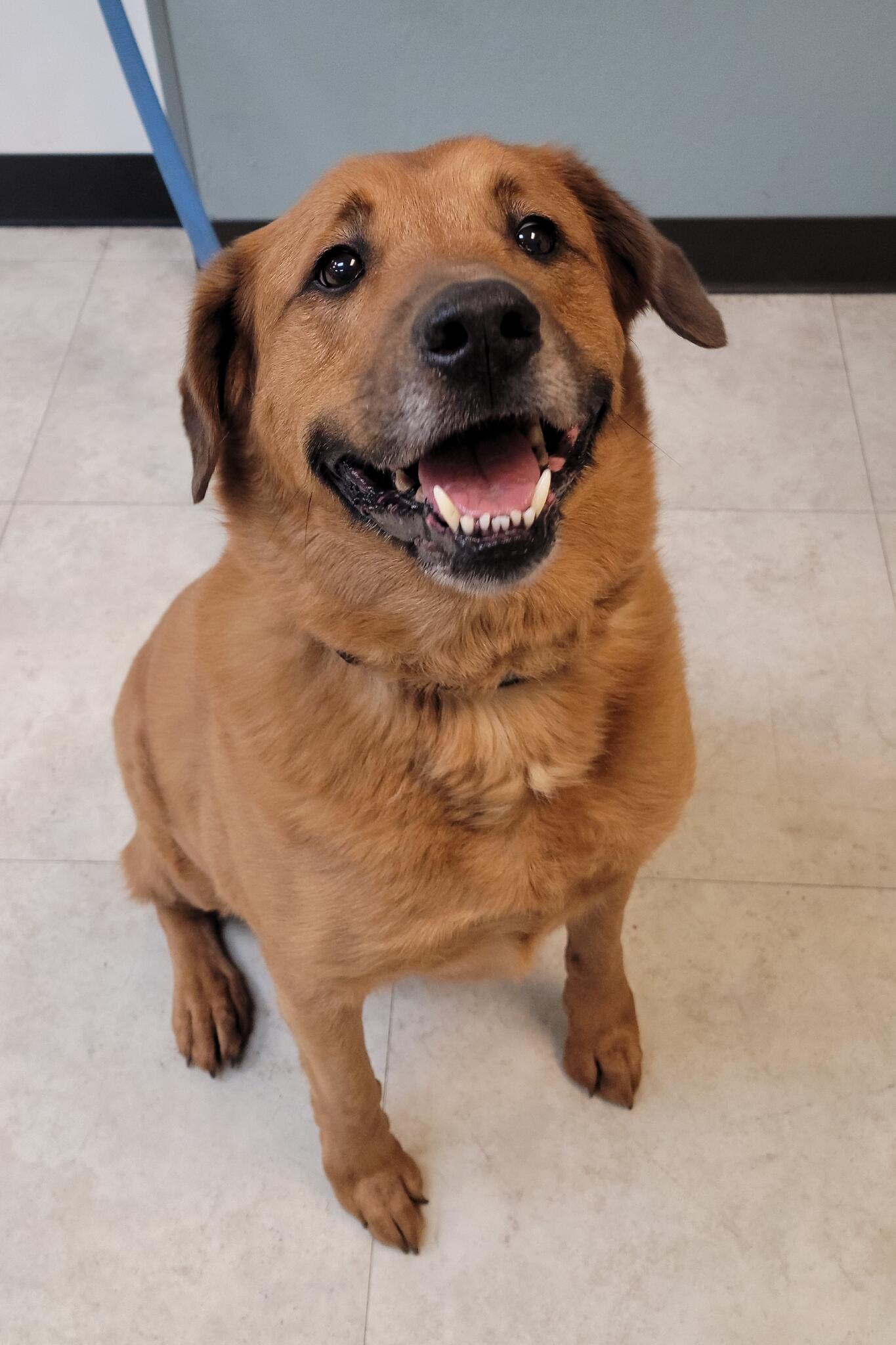 Mac Kenzie Donald S DVM Flagstaff