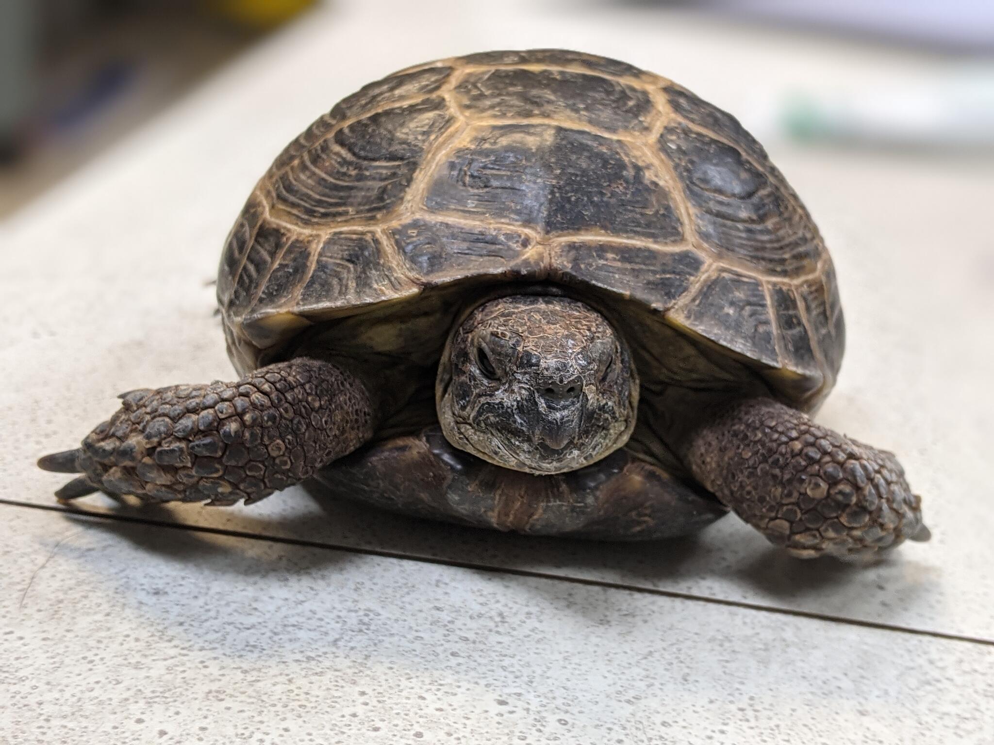 Mac Kenzie Donald S DVM