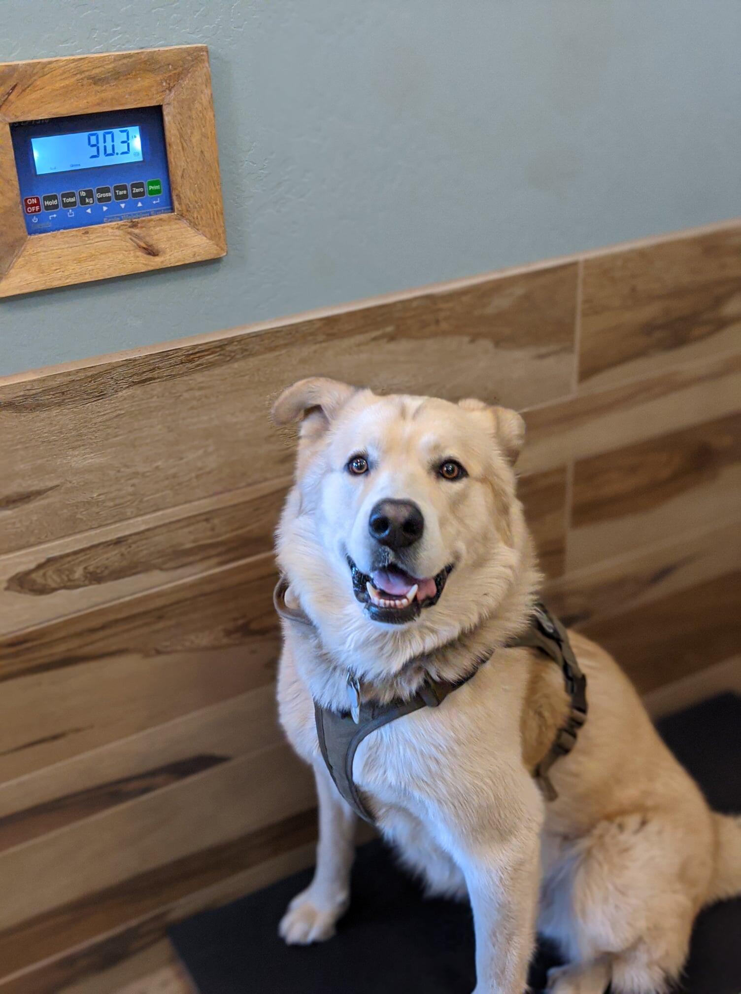 Mac Kenzie Donald S DVM