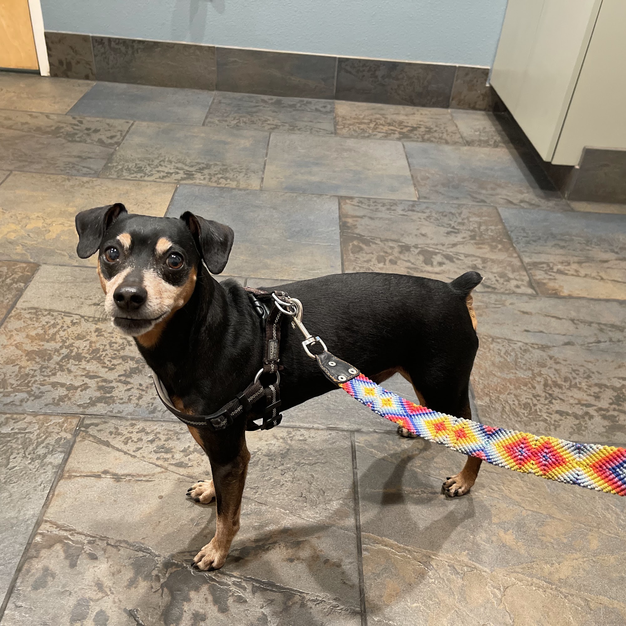 Coconino Veterinary Clinic Flagstaff