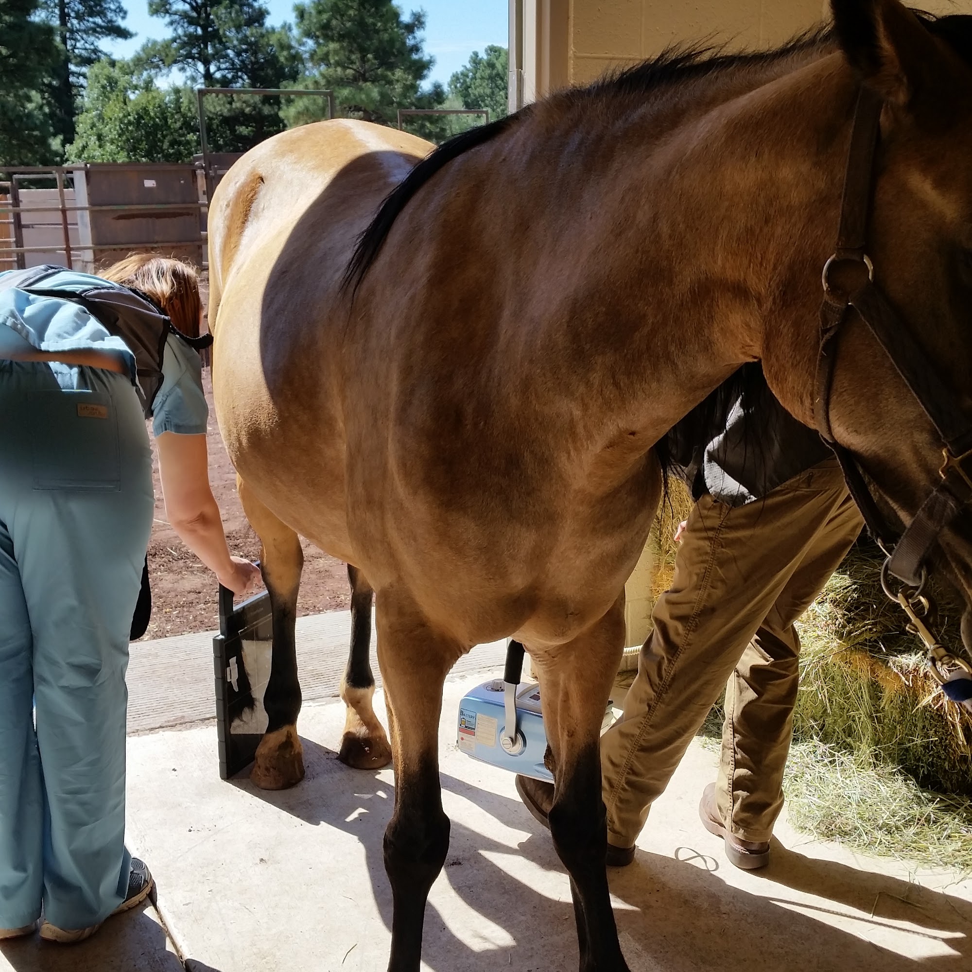 Aspen Veterinary Clinic Flagstaff