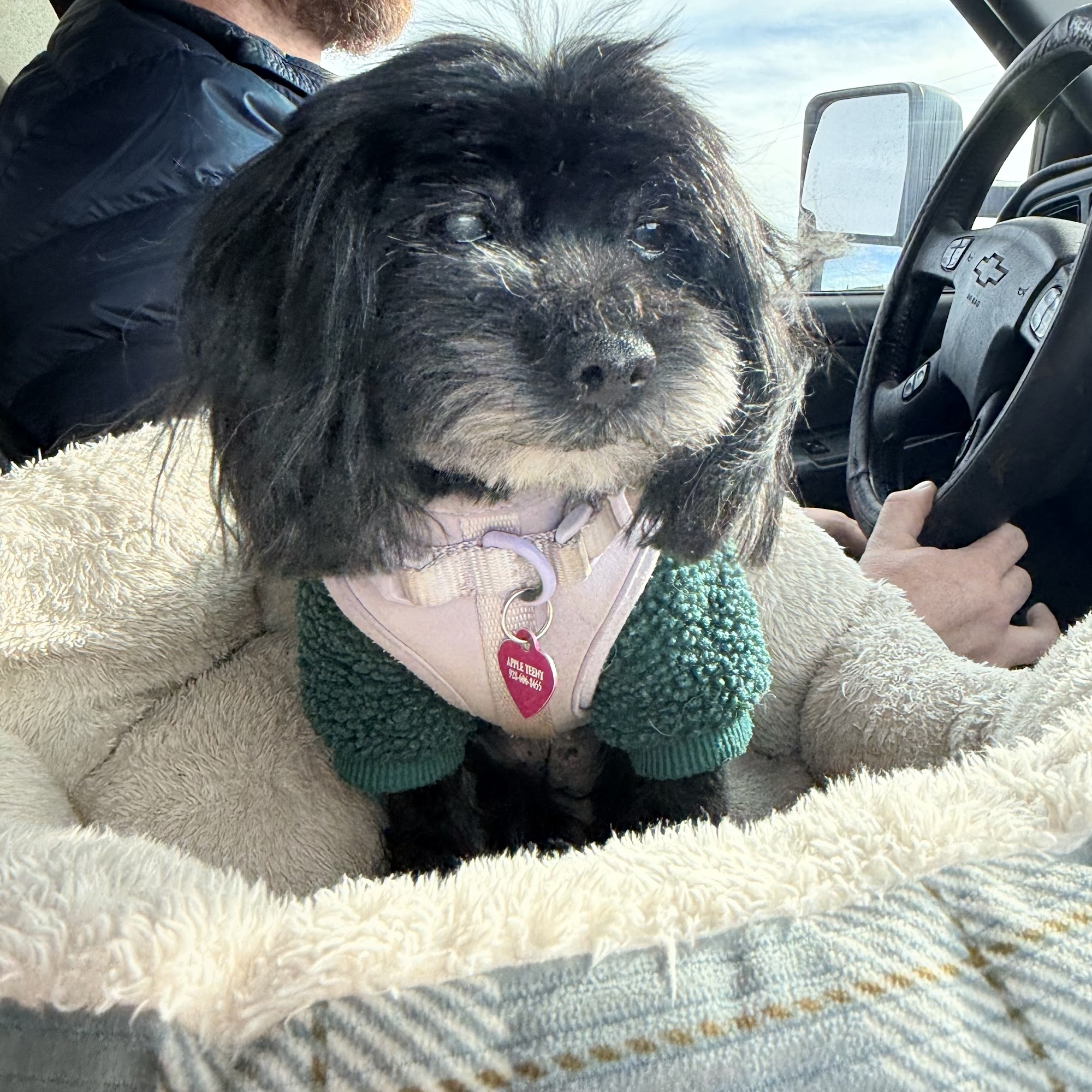 Cinder Hills Kennels Flagstaff