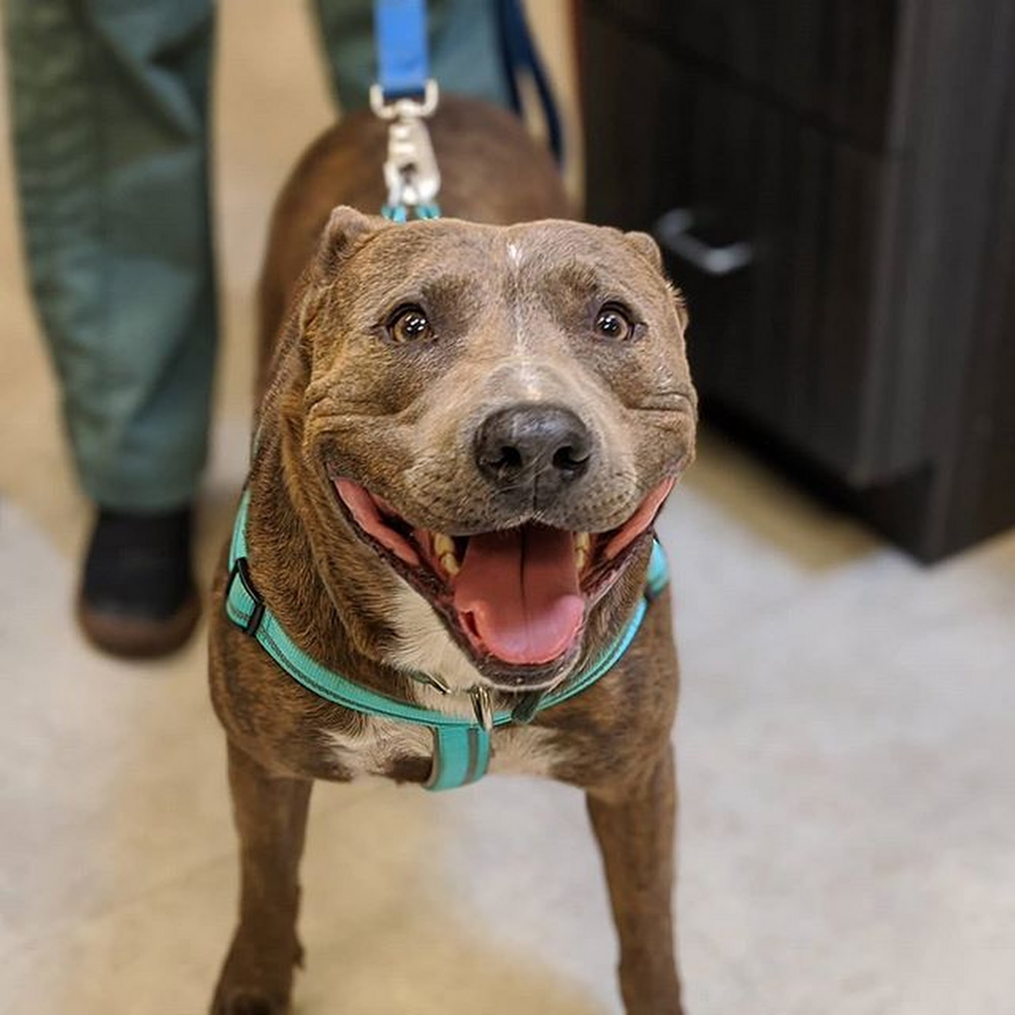 Midtown Animal Clinic Flagstaff