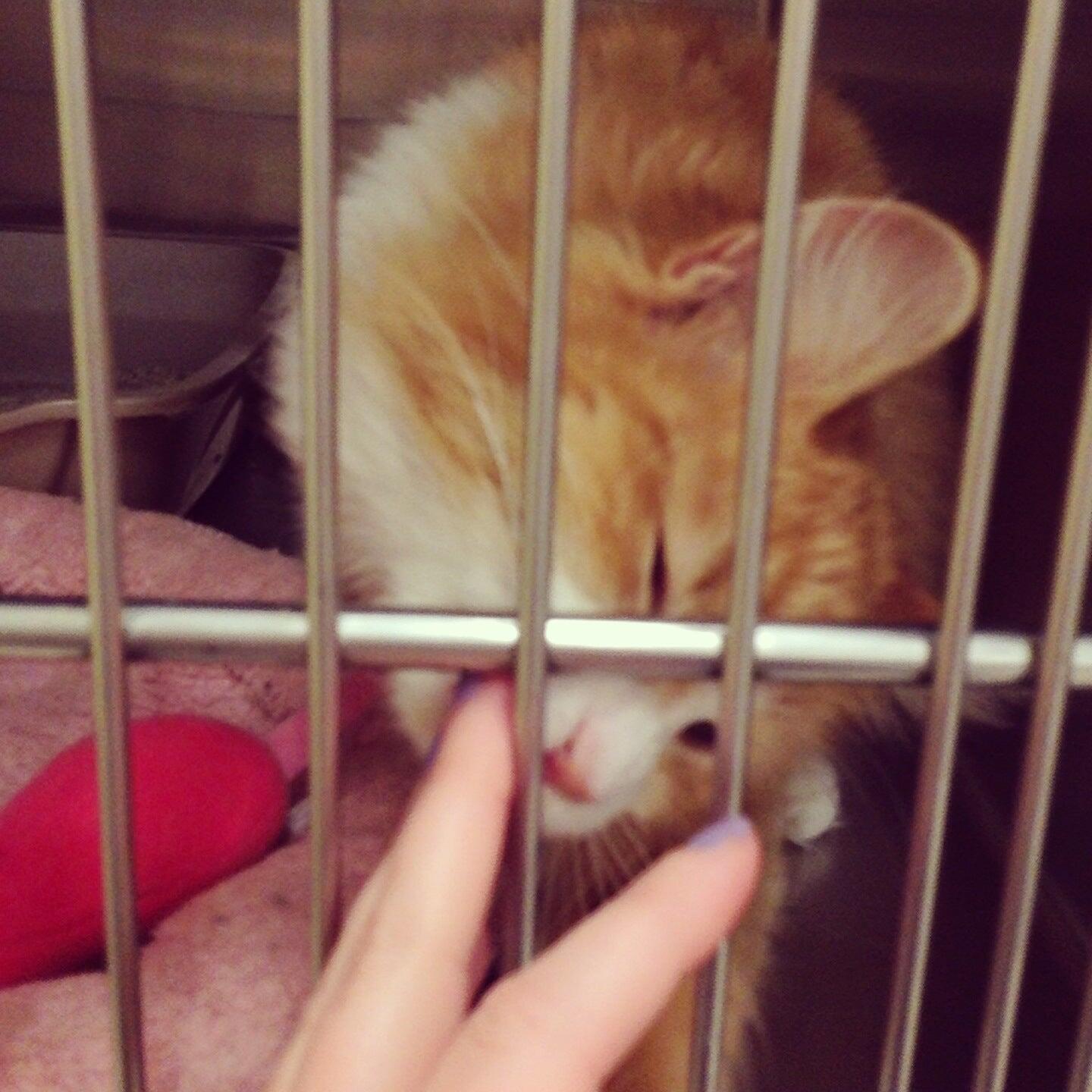 PetSmart Grooming Flagstaff
