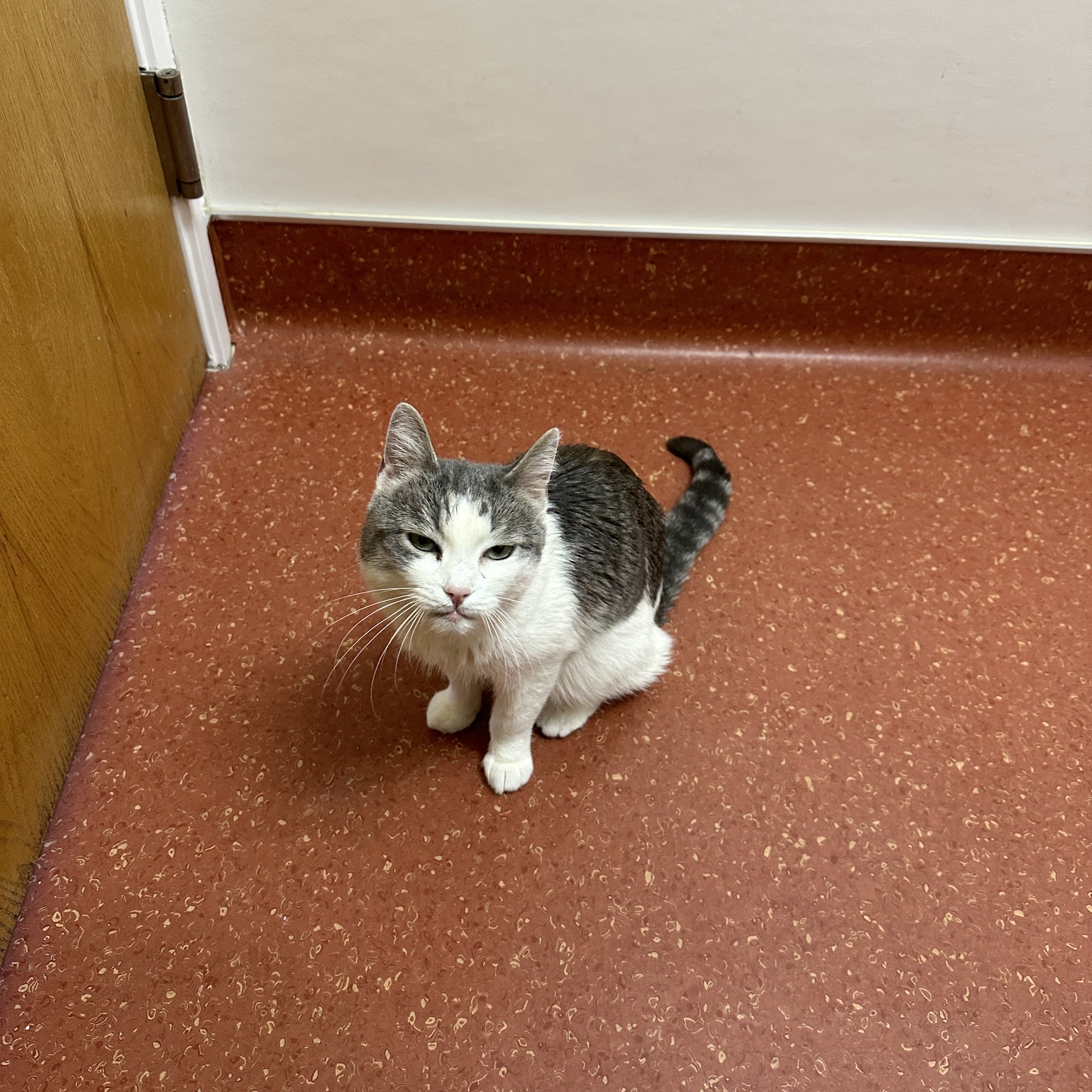 Flagstaff Veterinary Clinic