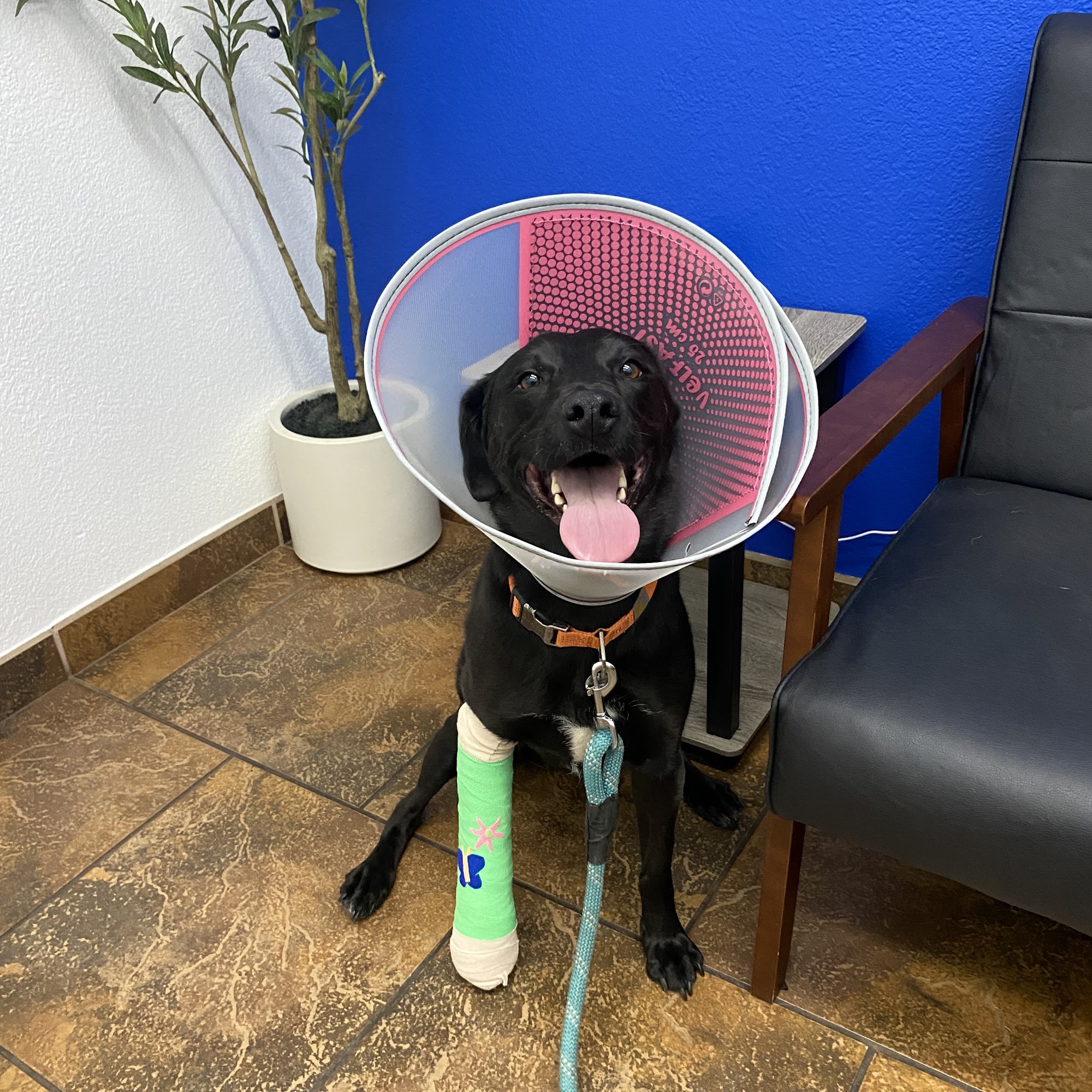 Flagstaff Veterinary Clinic Flagstaff