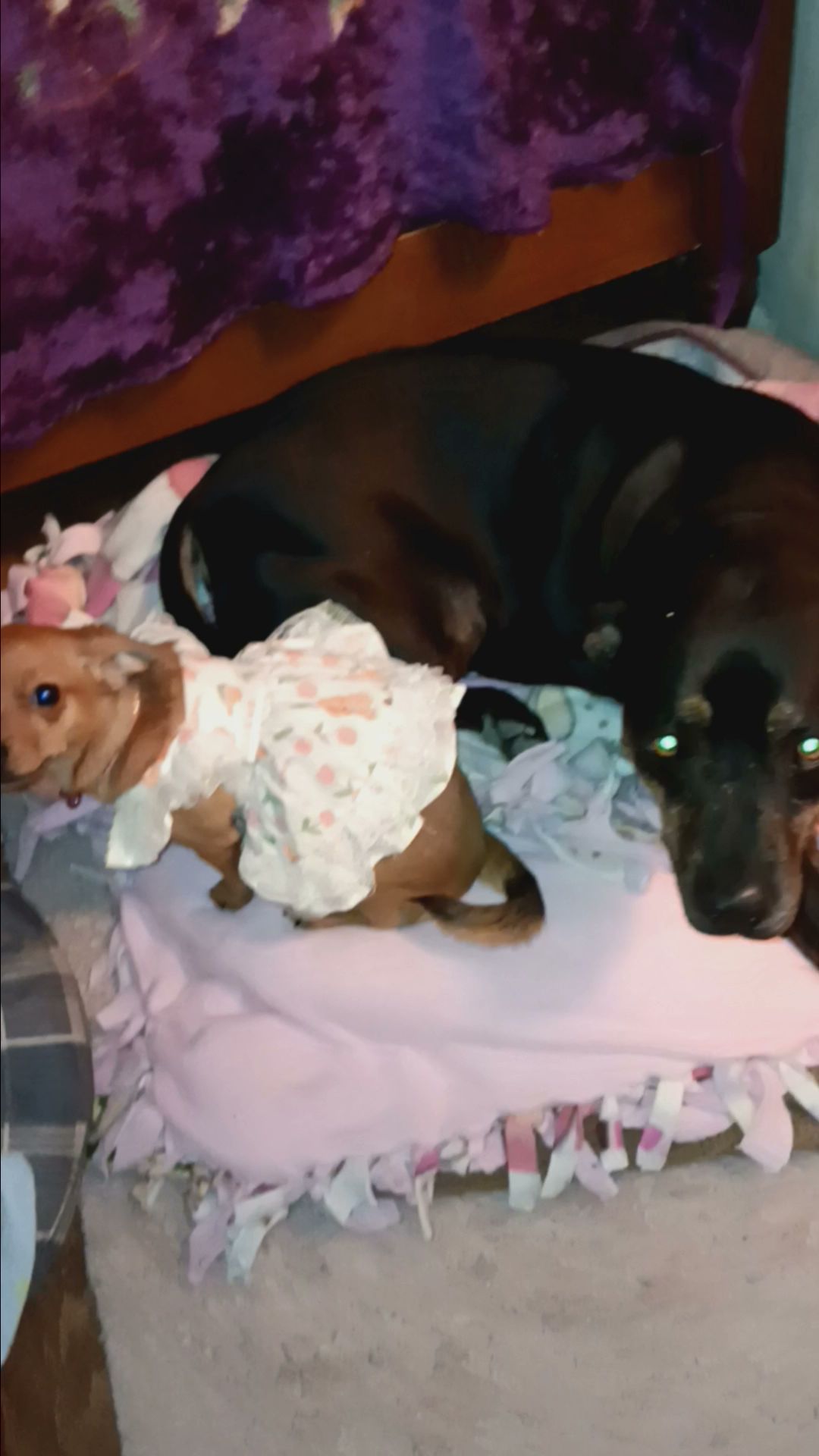 Becca's Babies Florence