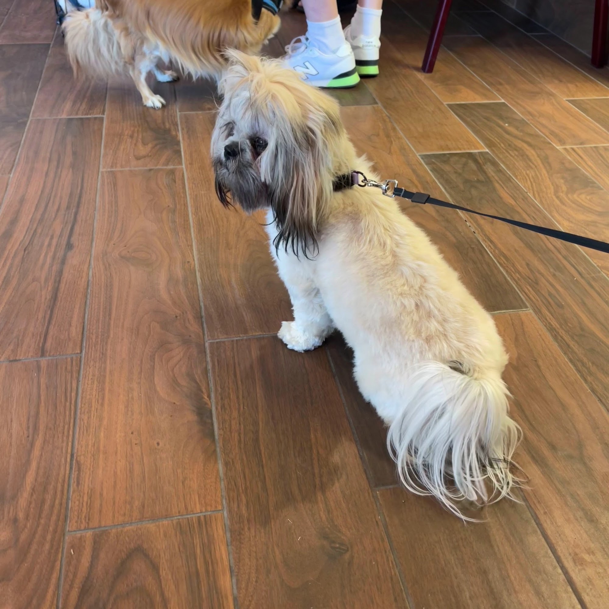 North Valley Pet Hospital Fort Mohave