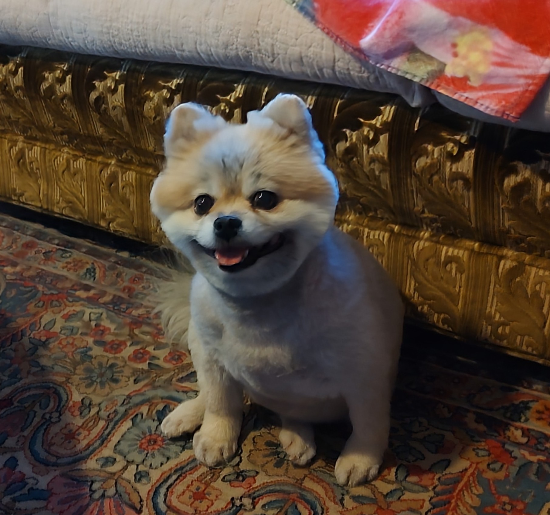 Puppy Love Pet Salon Fort Mohave